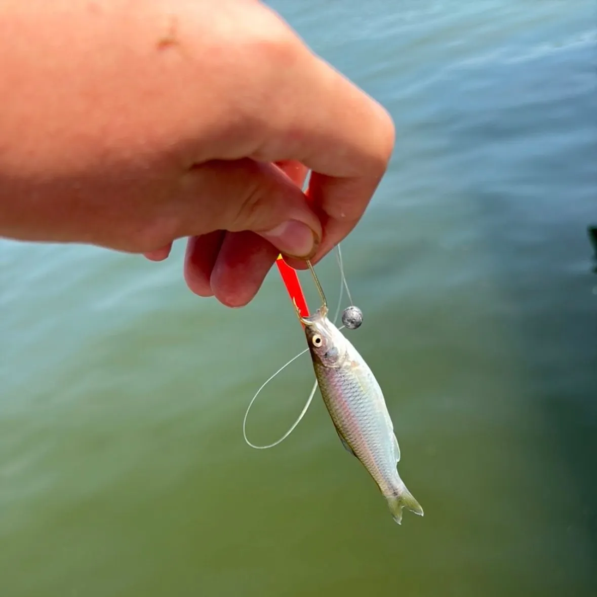 The most recent Spotfin shiner catches on Fishbrain