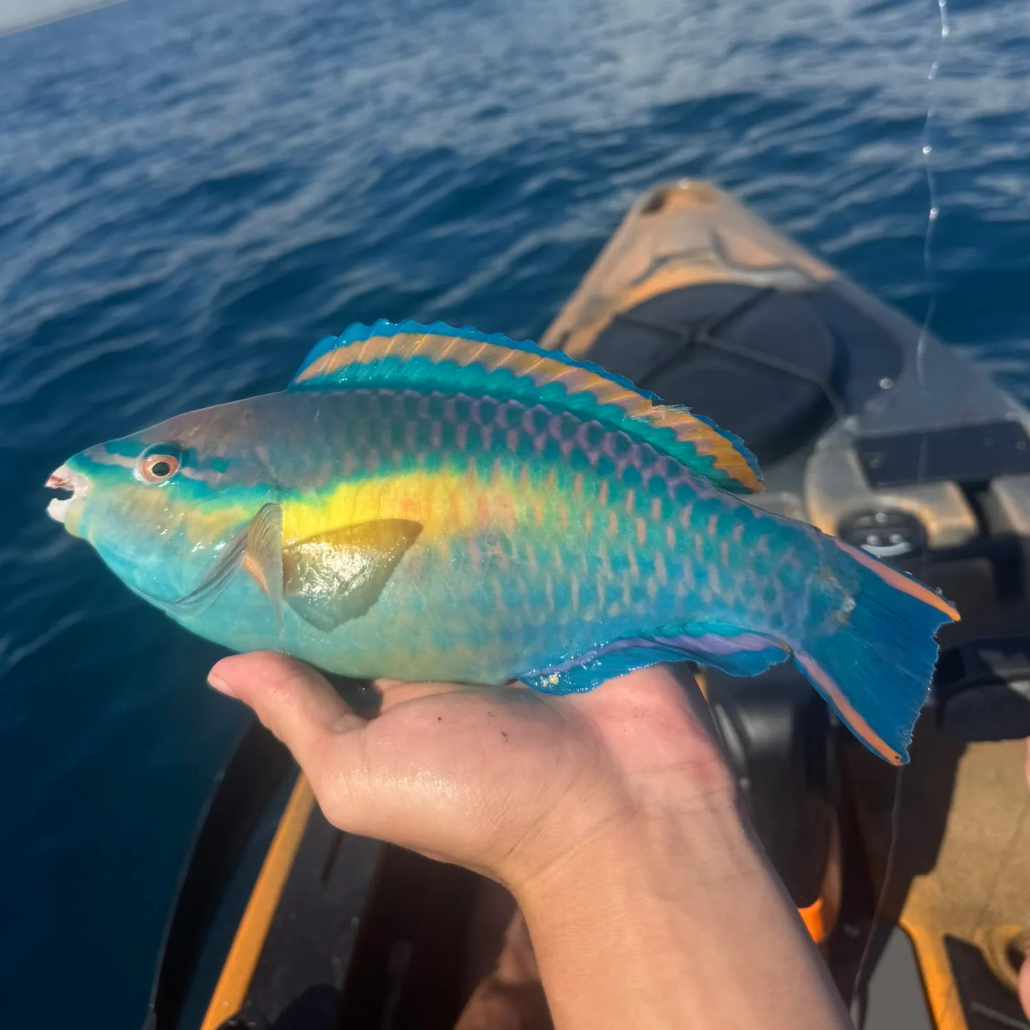 The most recent Princess parrotfish catches on Fishbrain