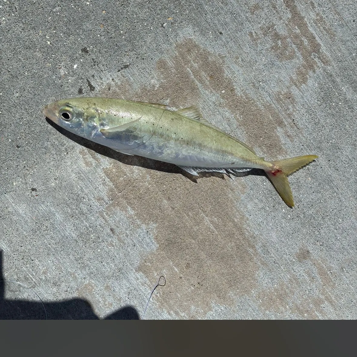 The most recent Round Scad catches on Fishbrain