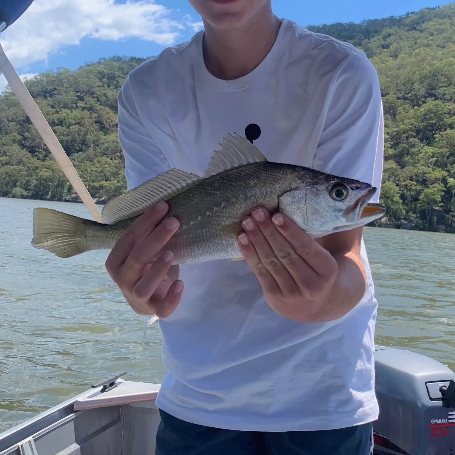 The most recent Japanese meagre catches on Fishbrain