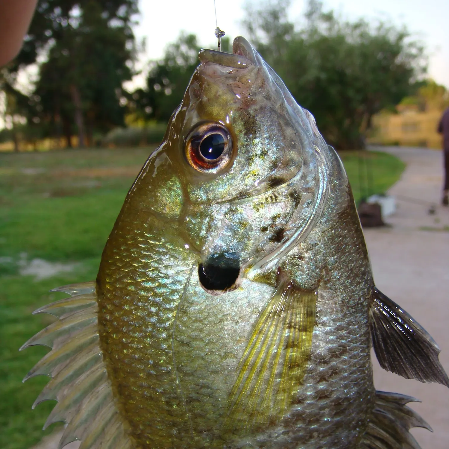 The most recent Bluegill catches on Fishbrain