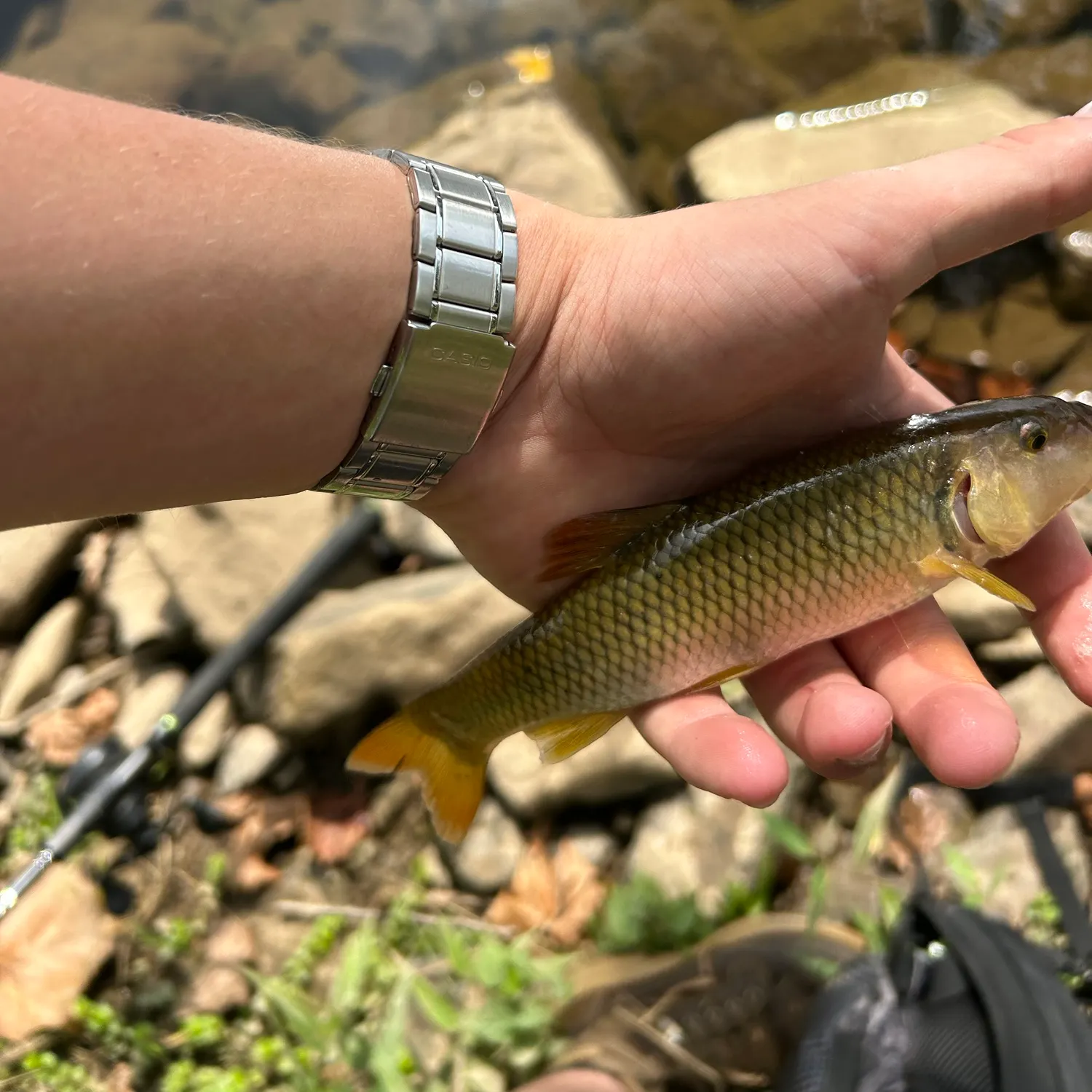 The most recent River chub catches on Fishbrain