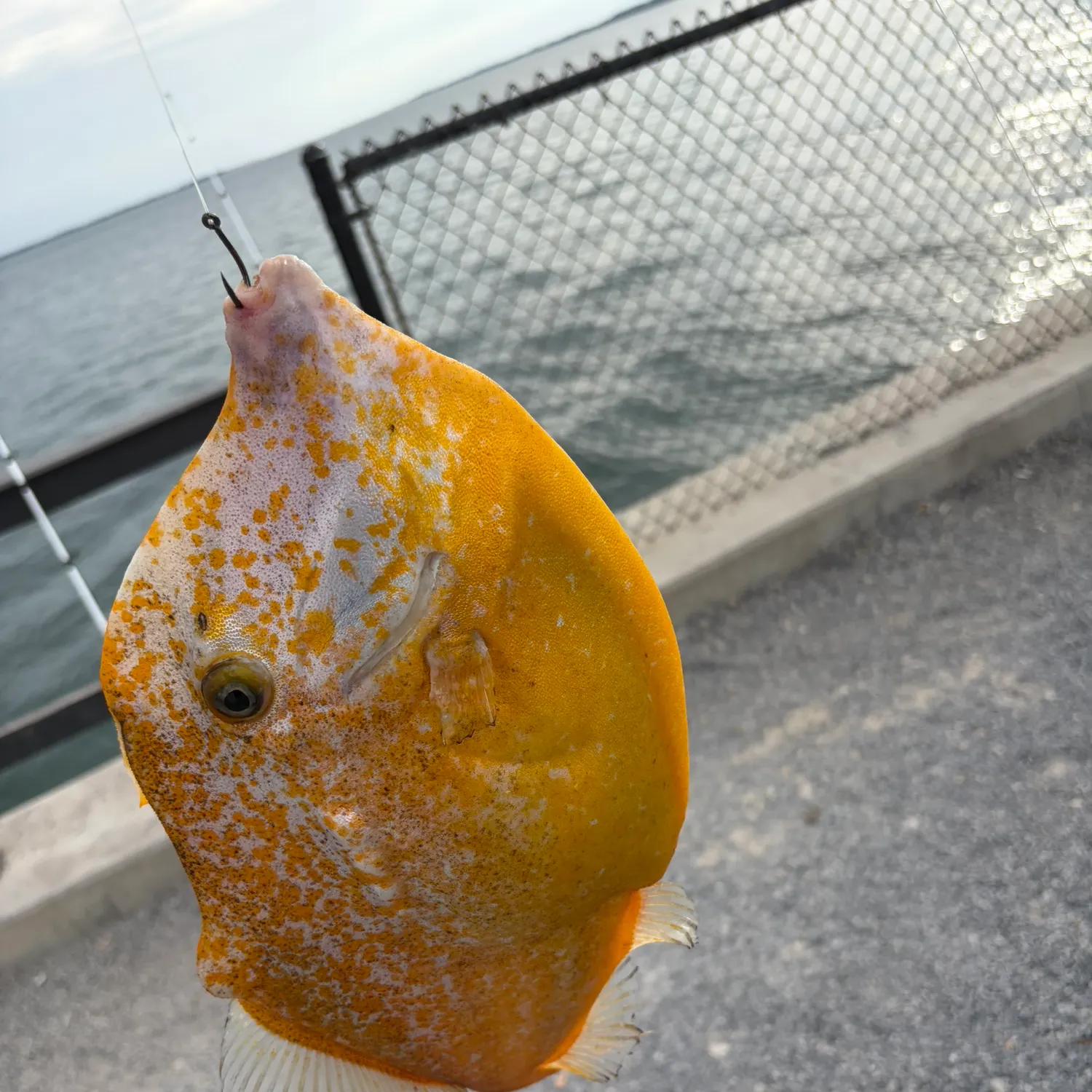 The most recent Orangespotted Filefish catches on Fishbrain