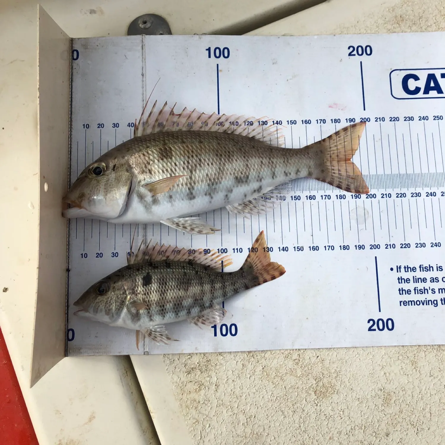 recently logged catches