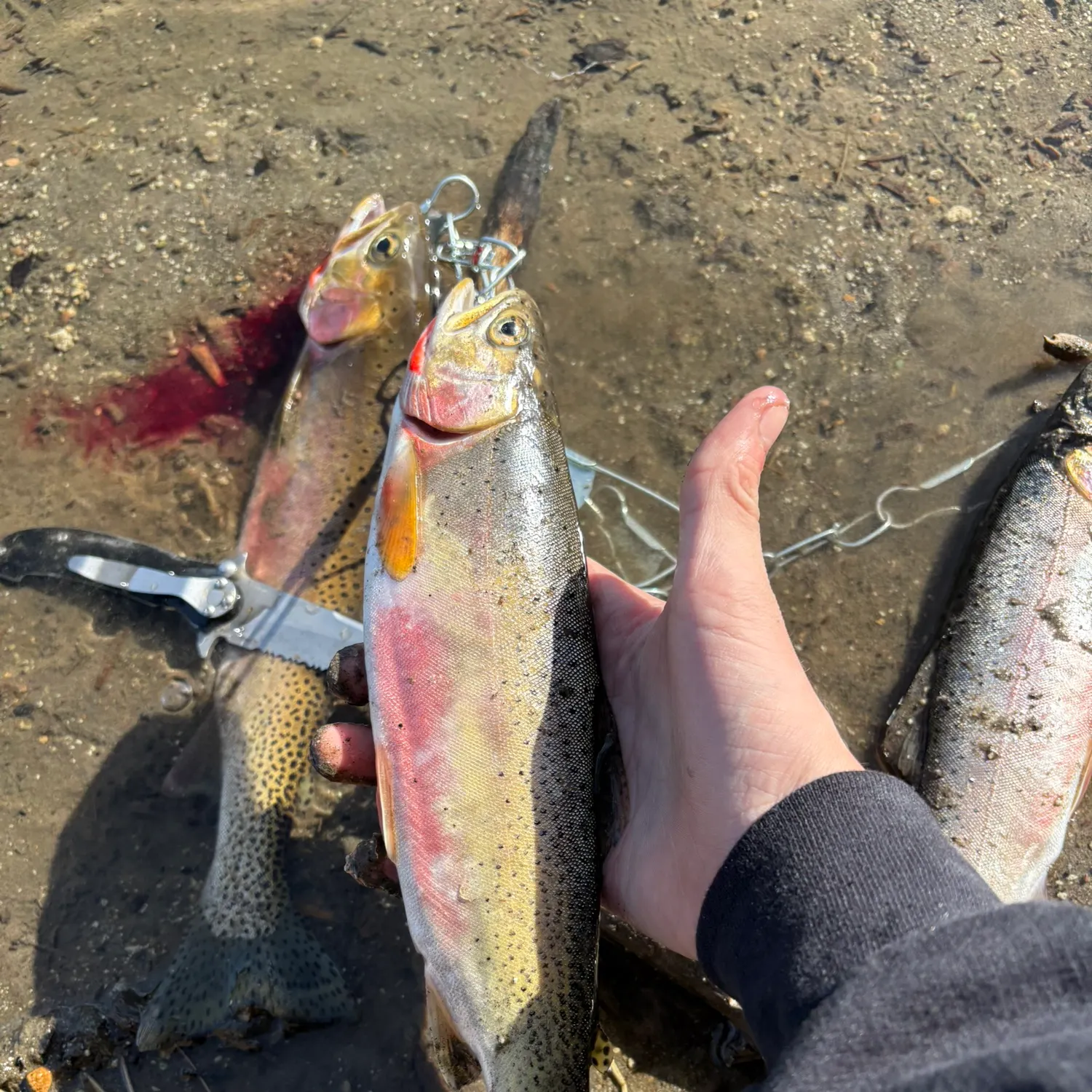 Cutthroat trout caught on Fishbrain