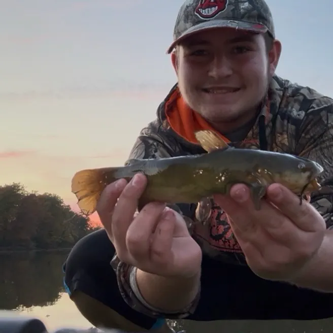 Yellow bullhead caught on Fishbrain