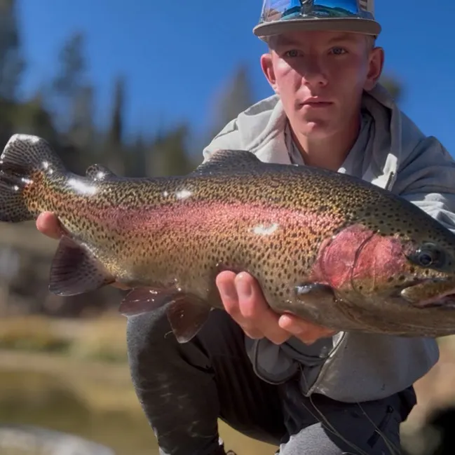 Rainbow trout caught on Fishbrain