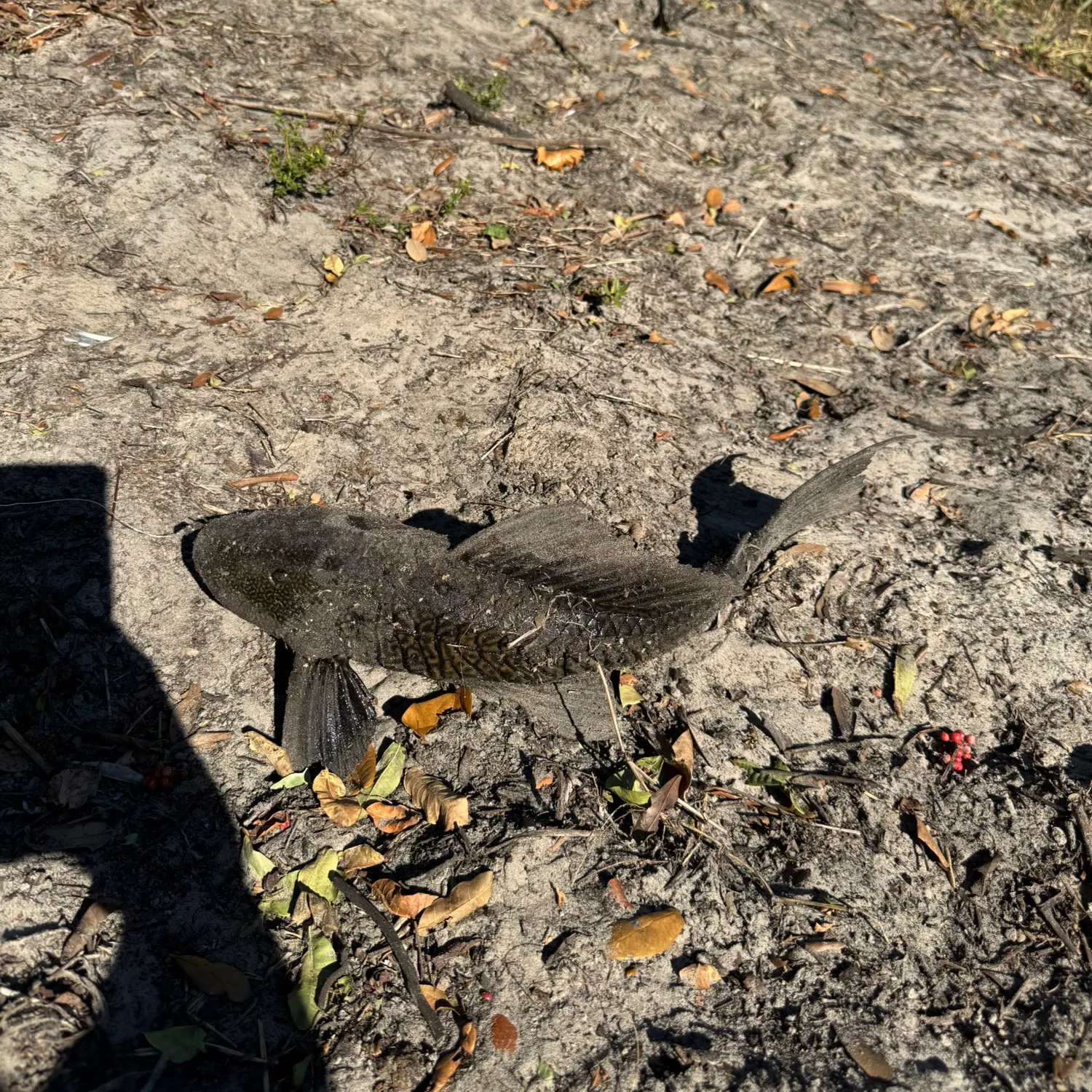 The most recent Suckermouth catfish catches on Fishbrain