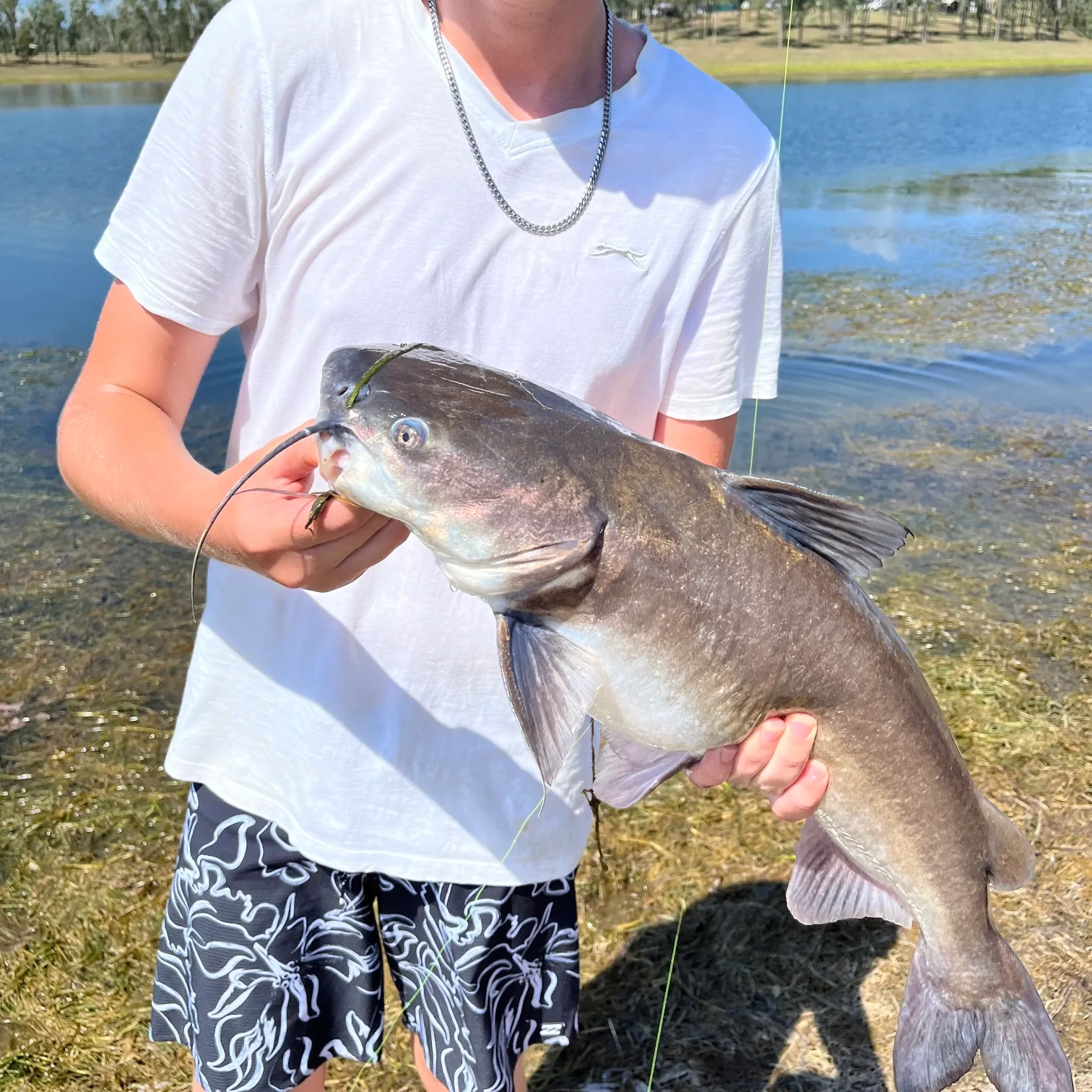 The most recent Blue salmon catfish catches on Fishbrain