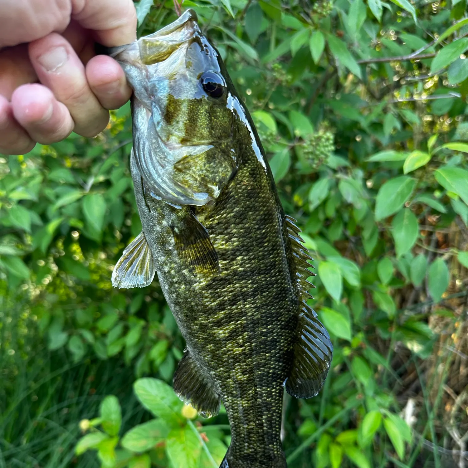 Smallmouth bass caught on Fishbrain