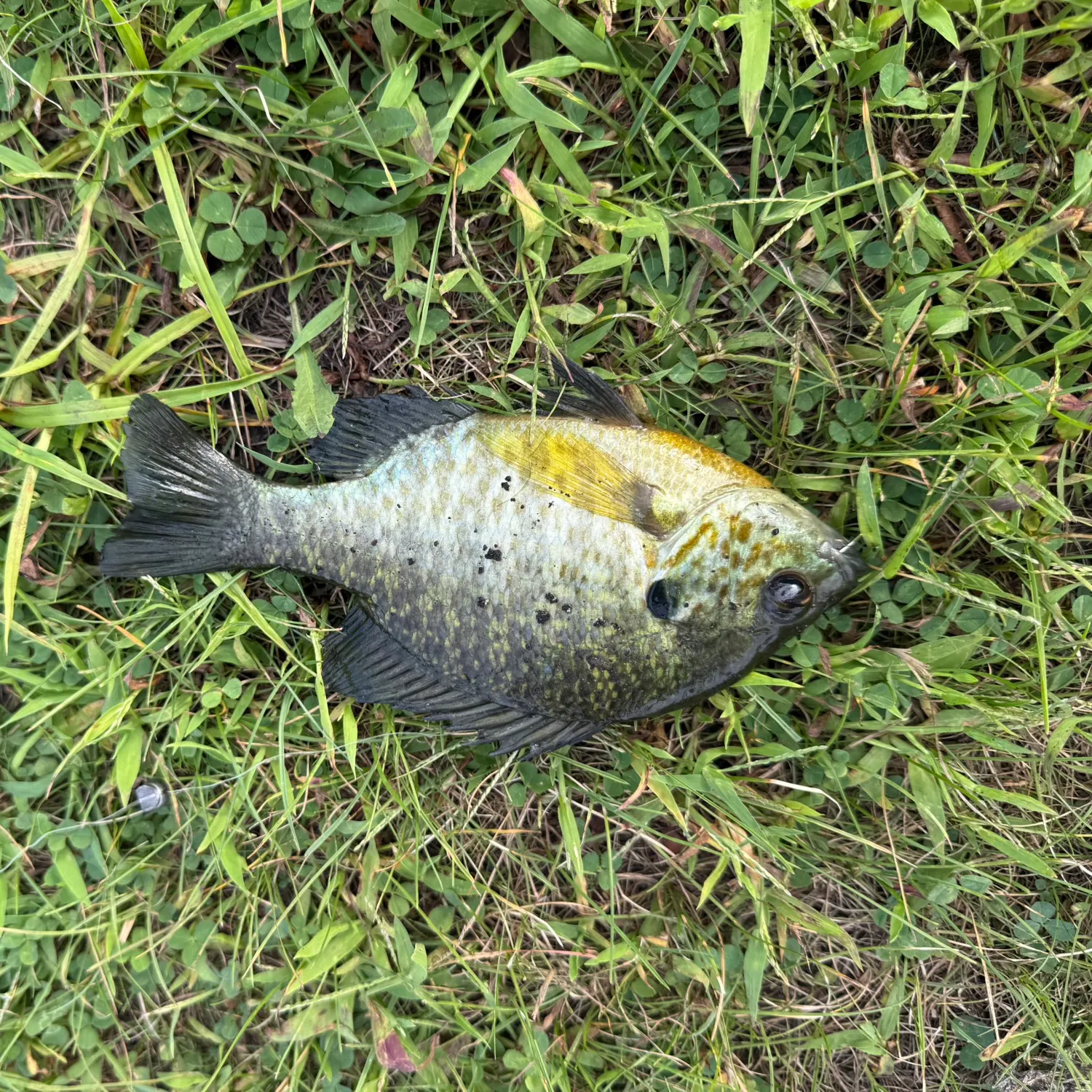 Bluegill caught on Fishbrain
