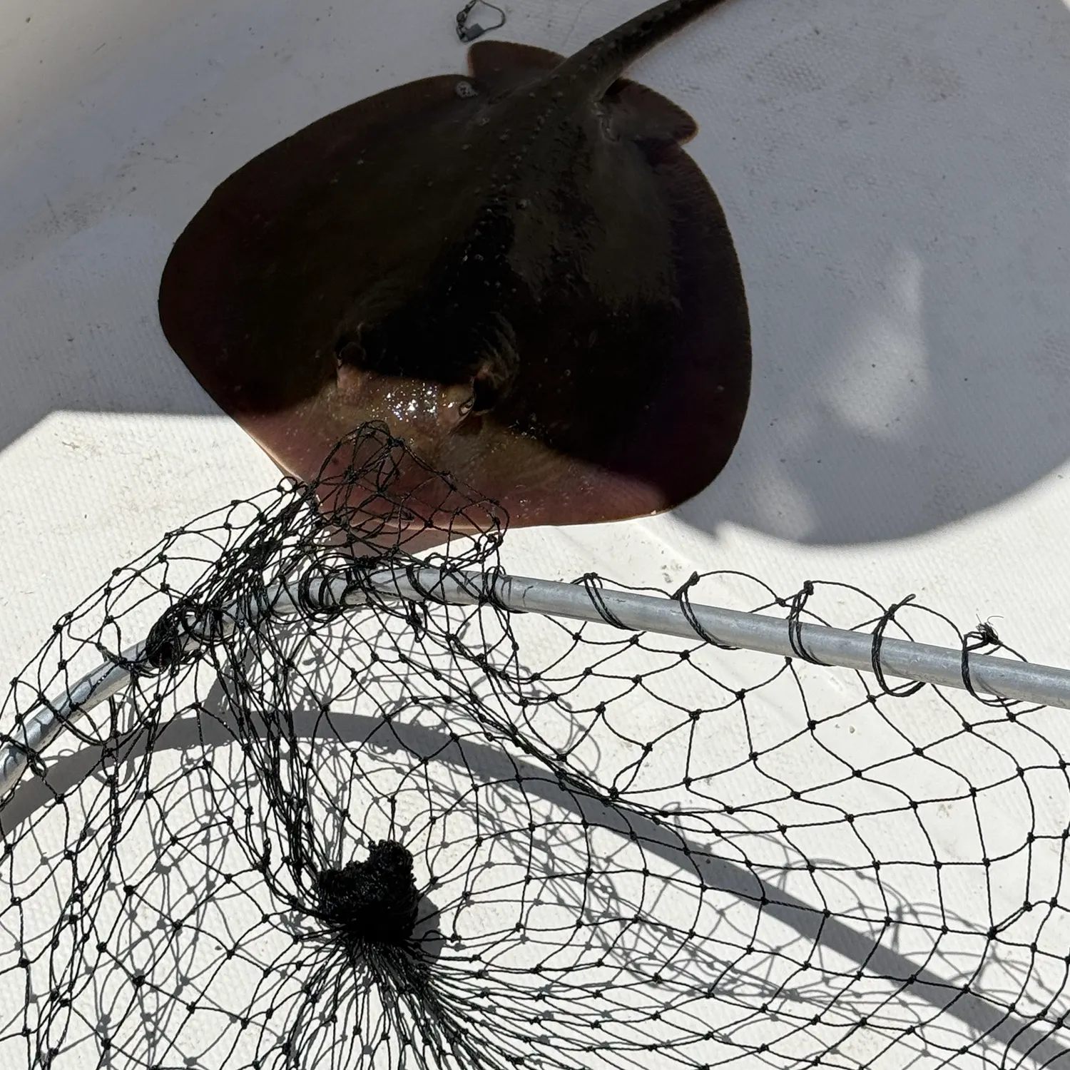 Atlantic stingray caught on Fishbrain