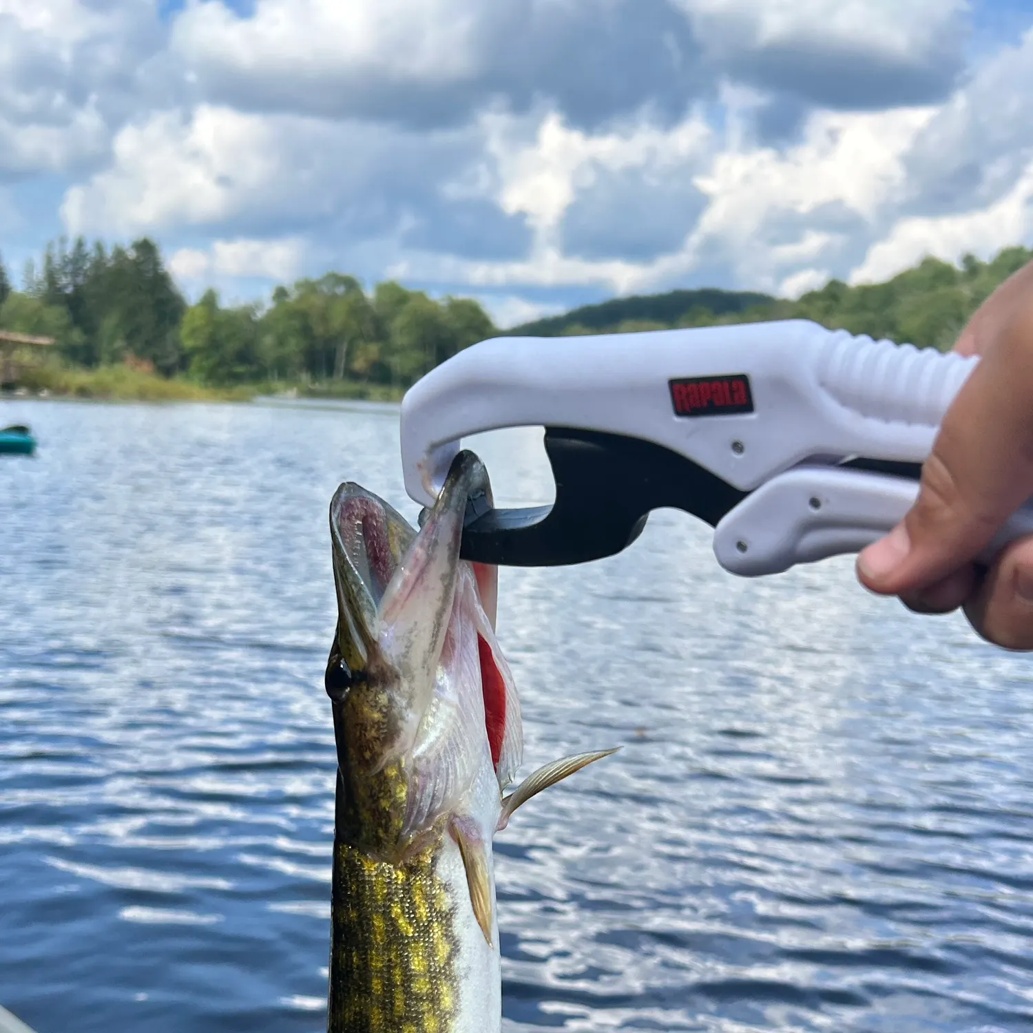 Chain pickerel caught on Fishbrain