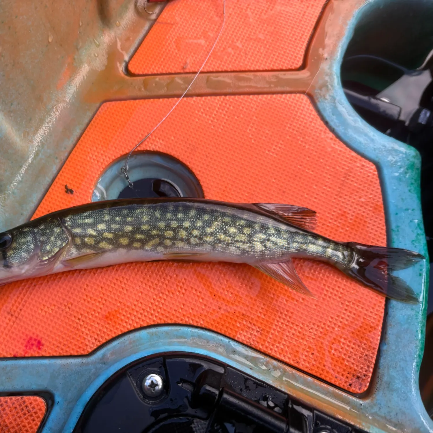 Chain pickerel caught on Fishbrain