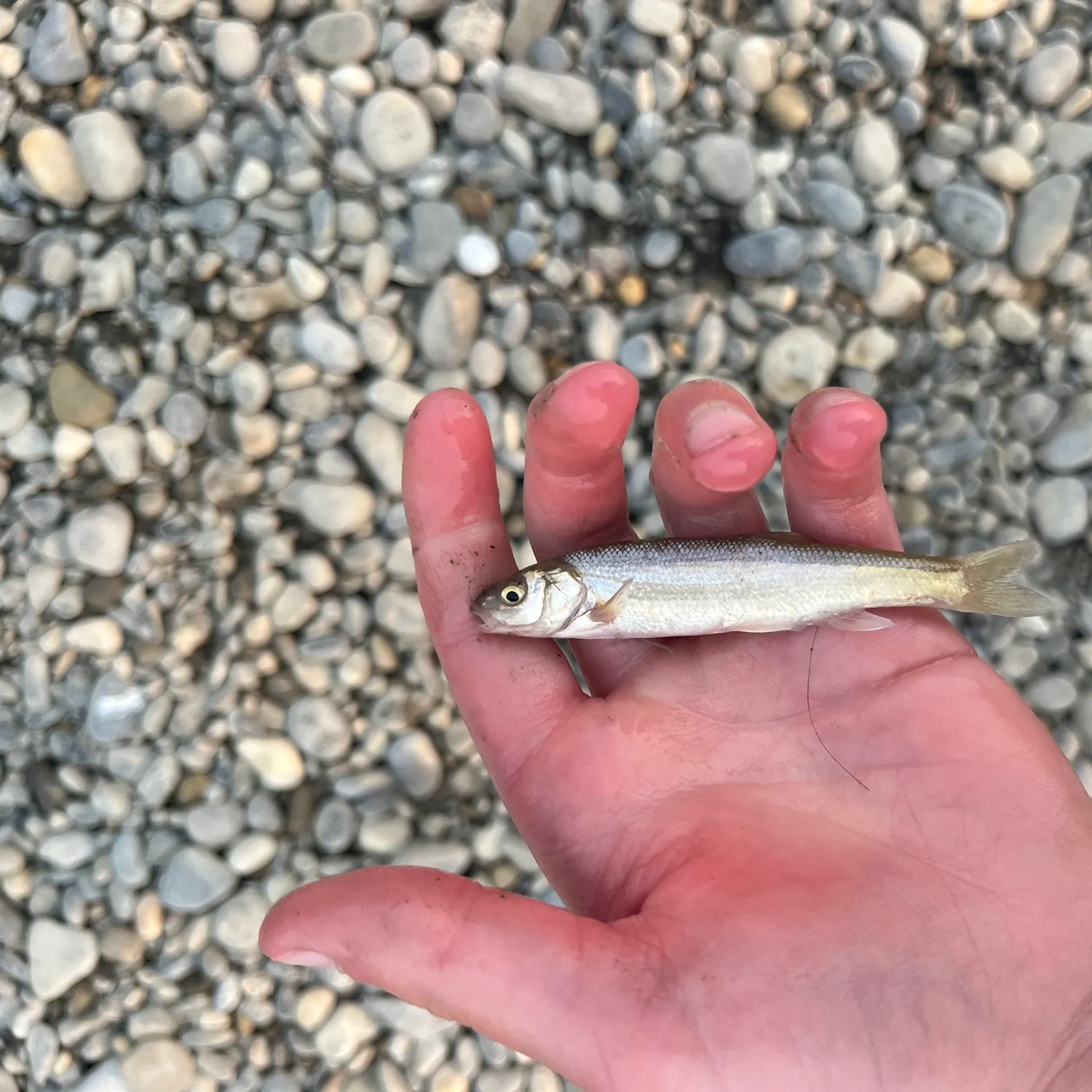 The most recent Lake chub catches on Fishbrain