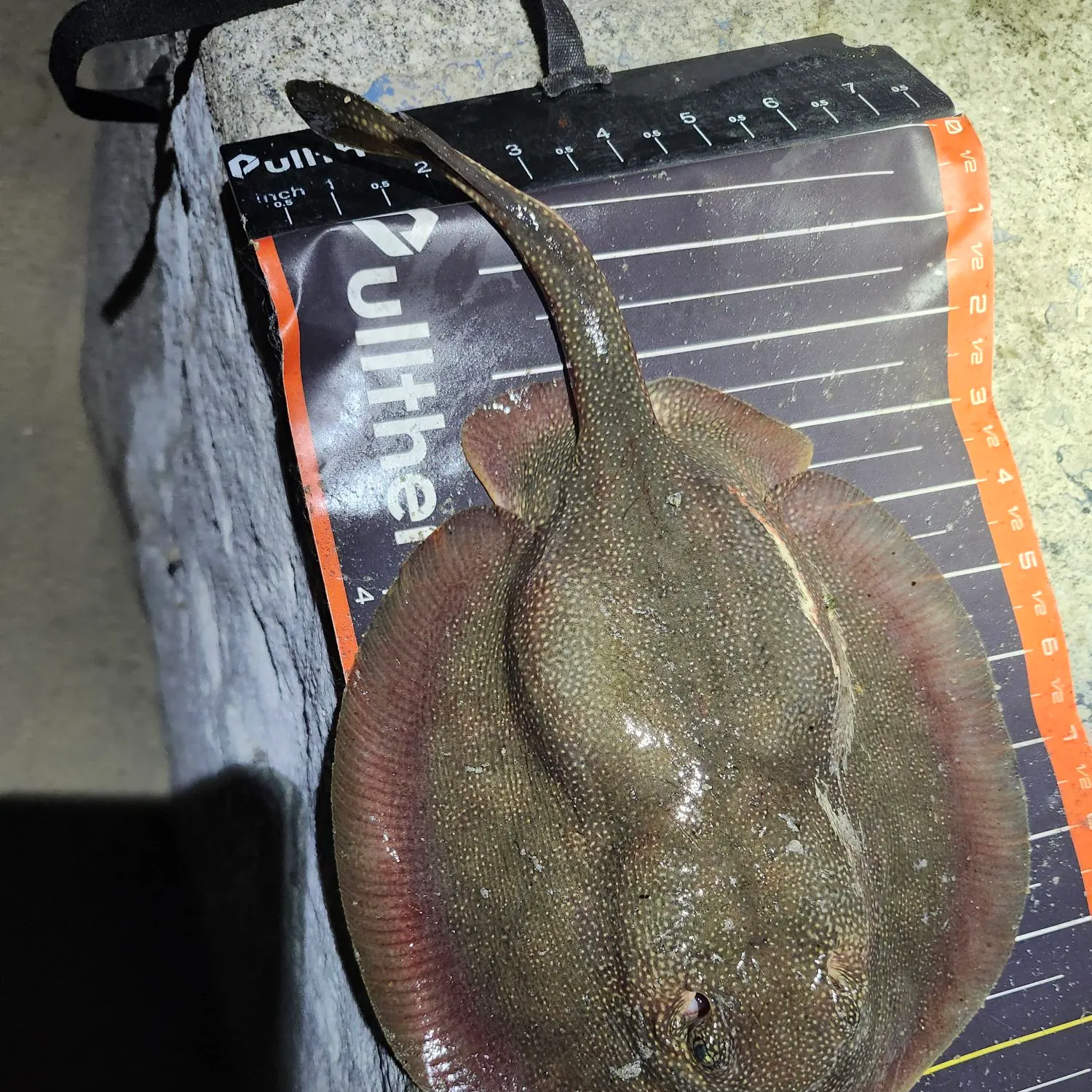 Haller's round ray caught on Fishbrain