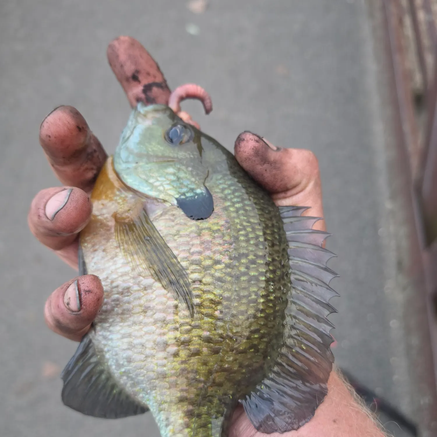 Bluegill caught on Fishbrain
