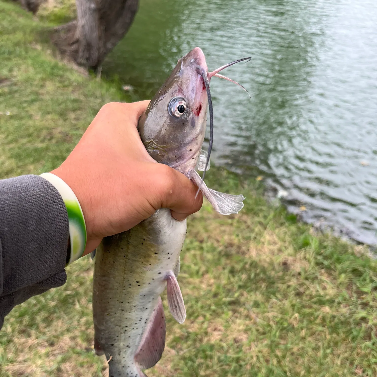 Channel catfish caught on Fishbrain