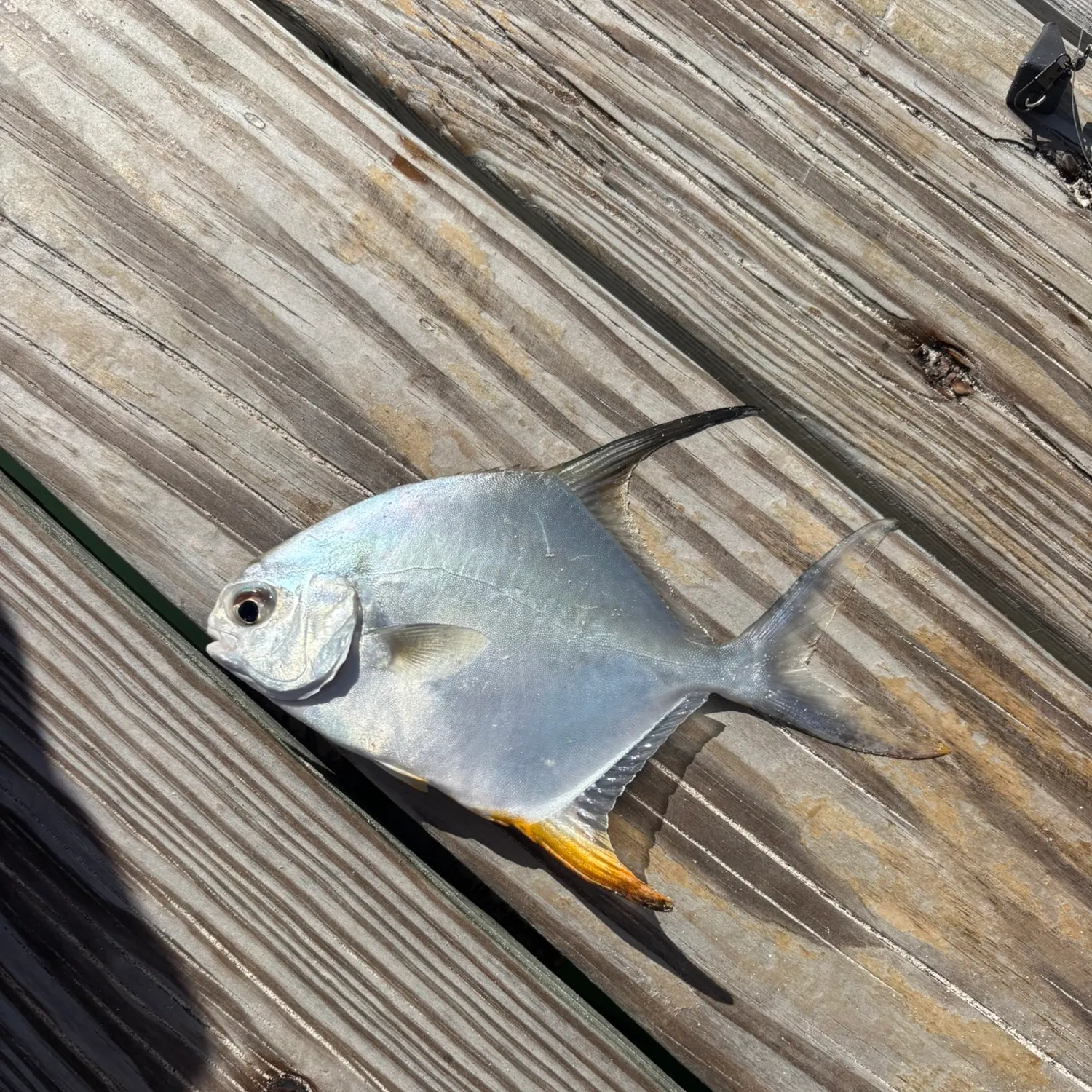 The most recent Permit catches on Fishbrain