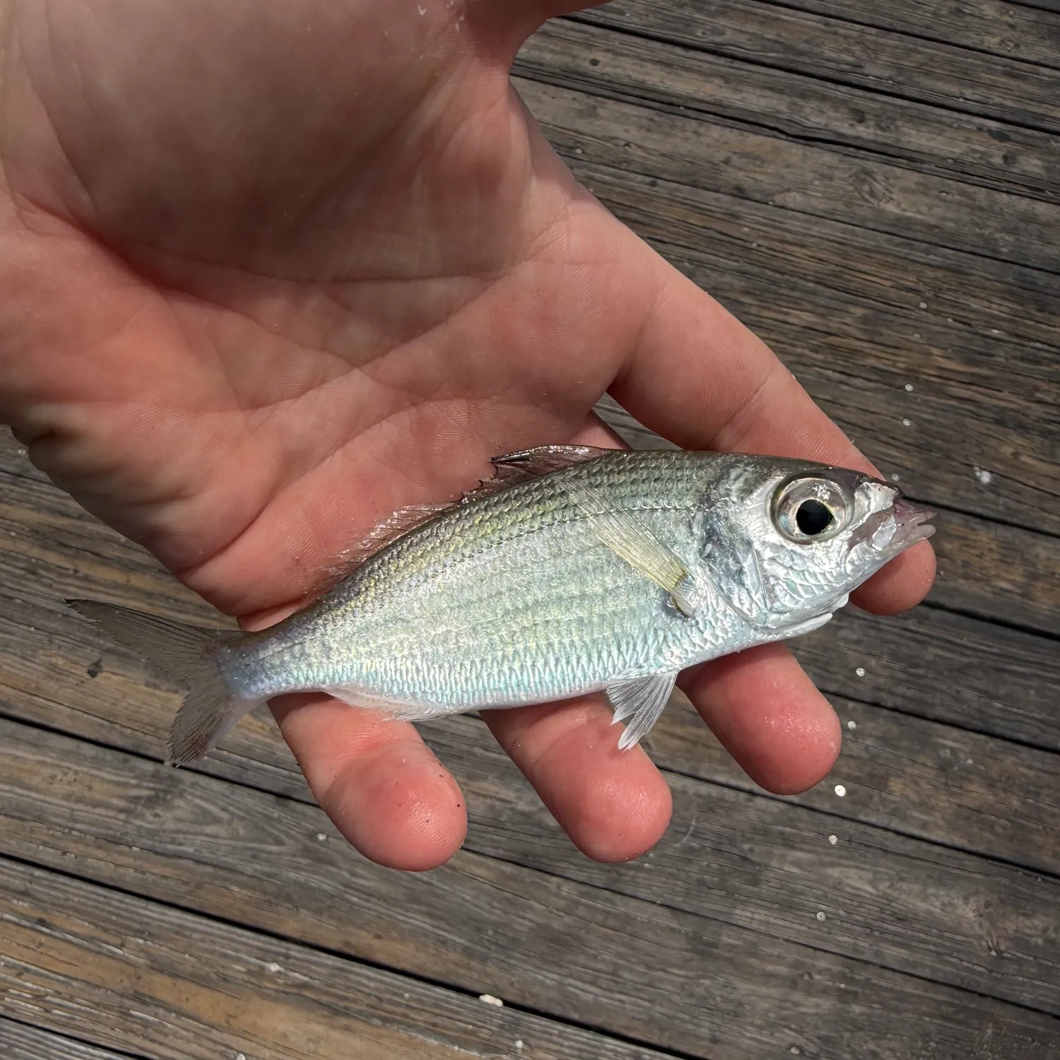 The most recent Atlantic spotfin mojarra catches on Fishbrain