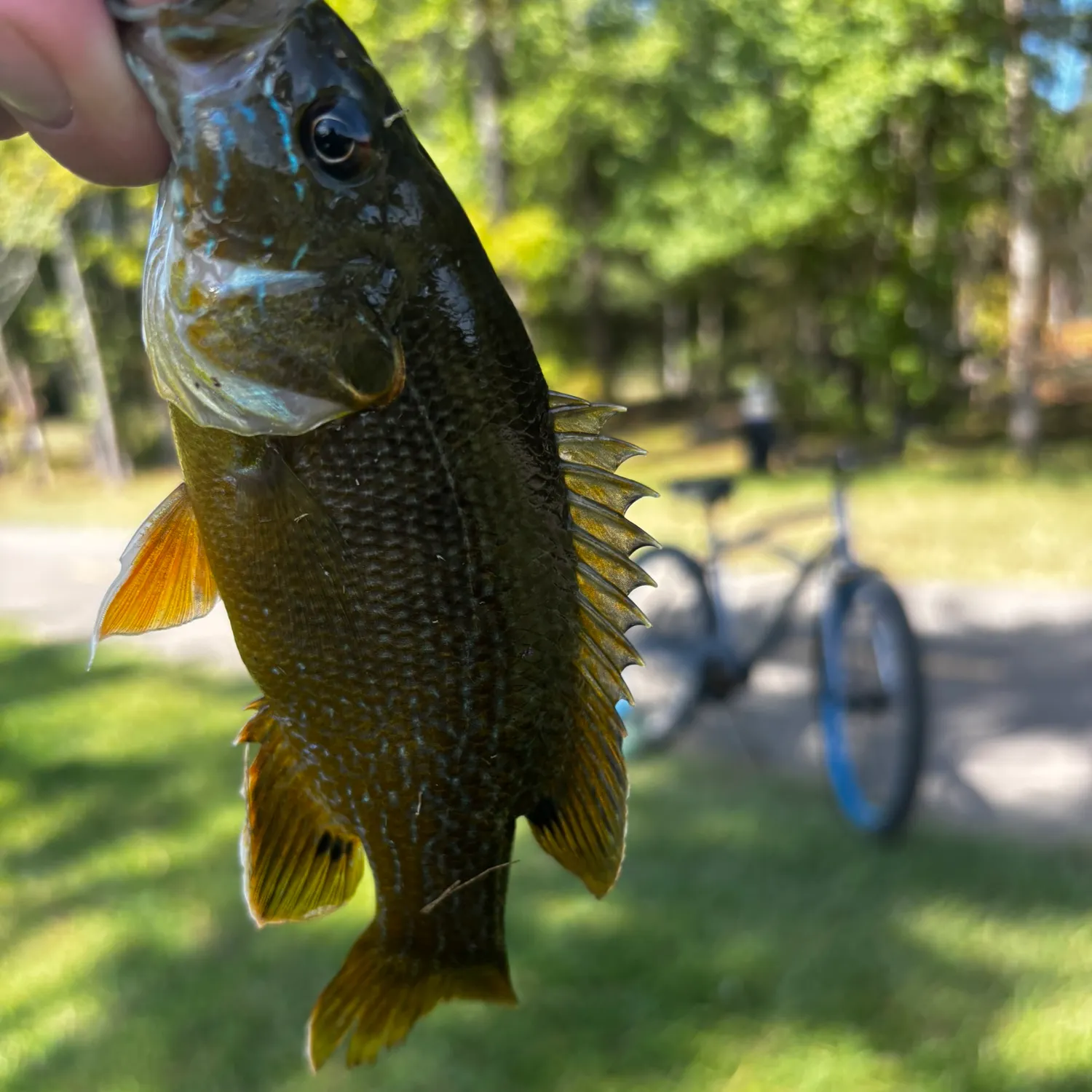 Green sunfish caught on Fishbrain