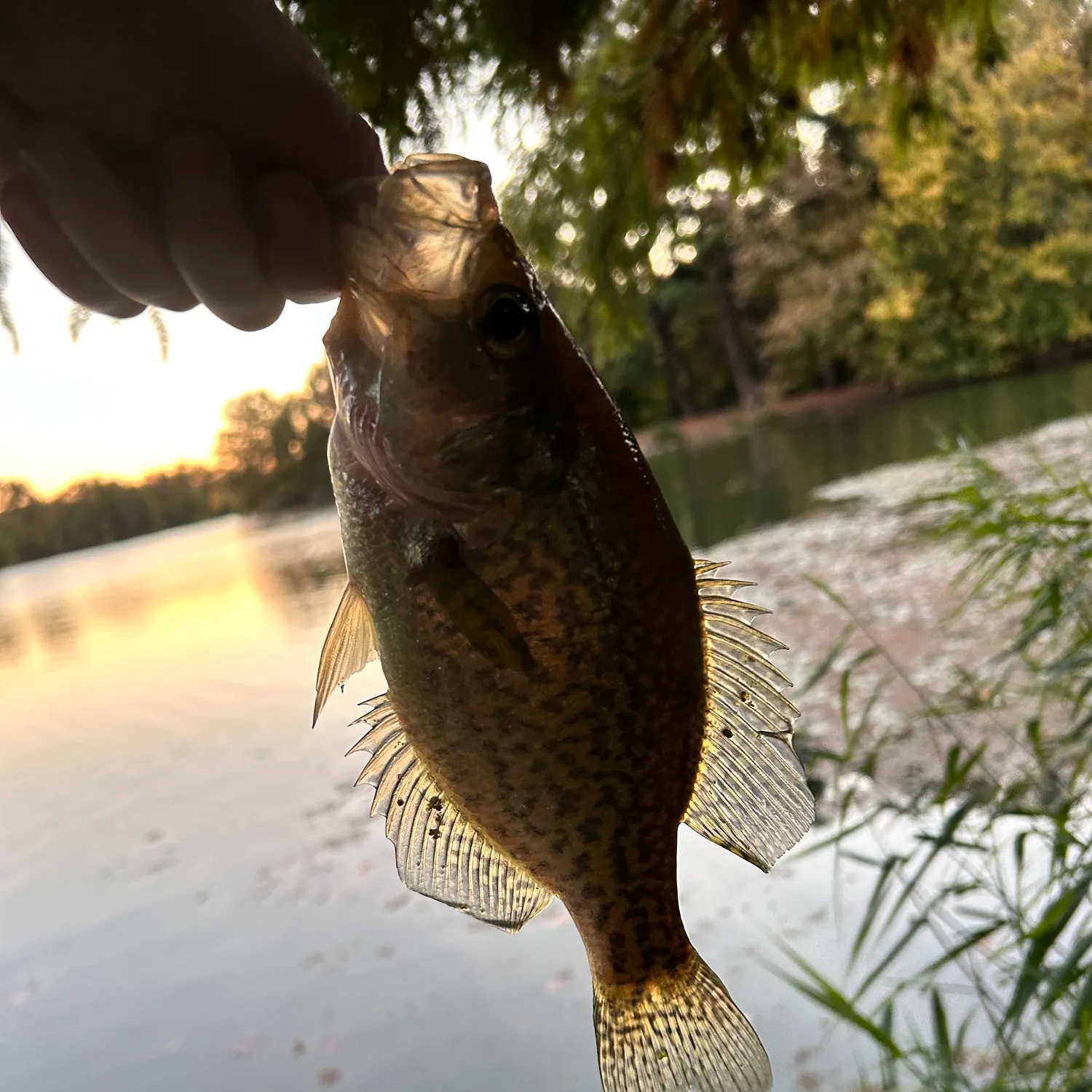 Black crappie caught on Fishbrain
