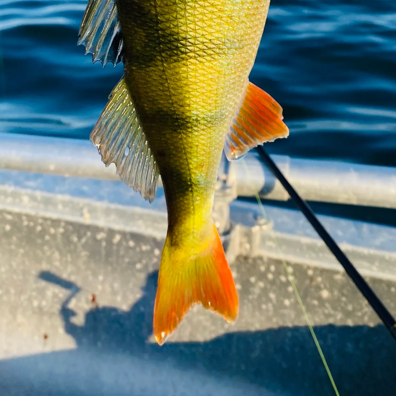 European perch caught on Fishbrain
