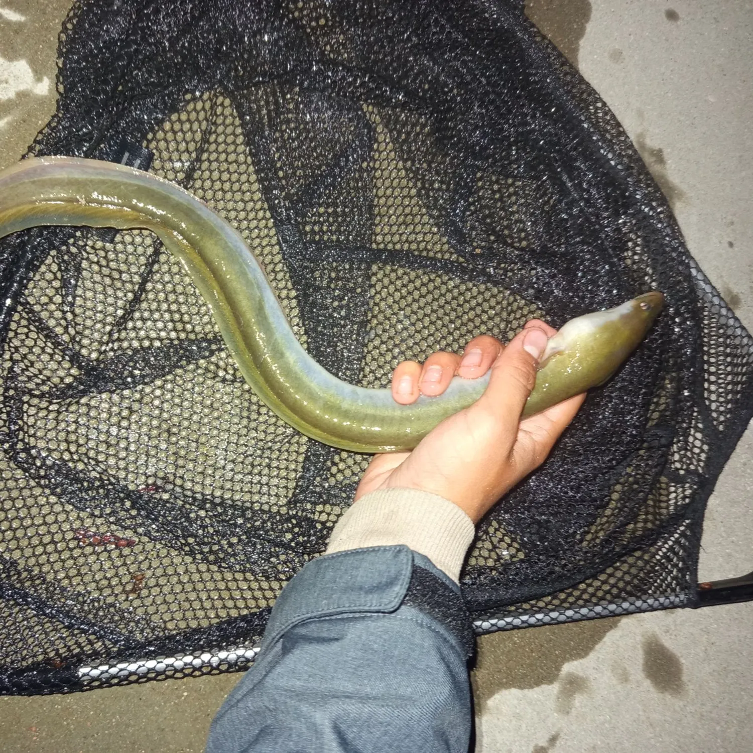 European eel caught on Fishbrain