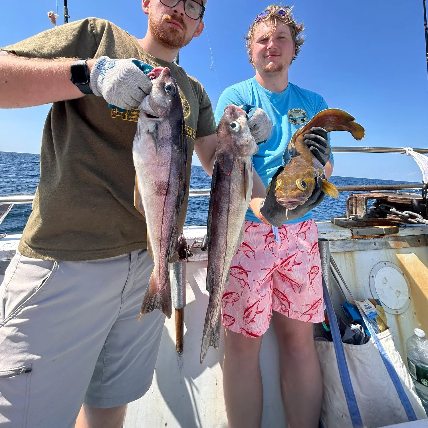 The most recent Haddock catches on Fishbrain