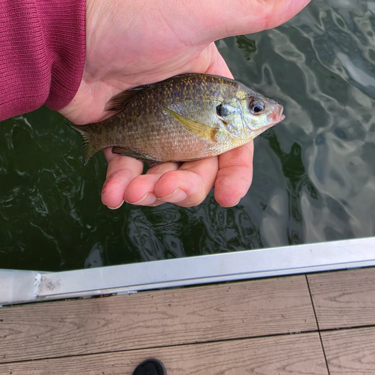 Bluegill caught on Fishbrain