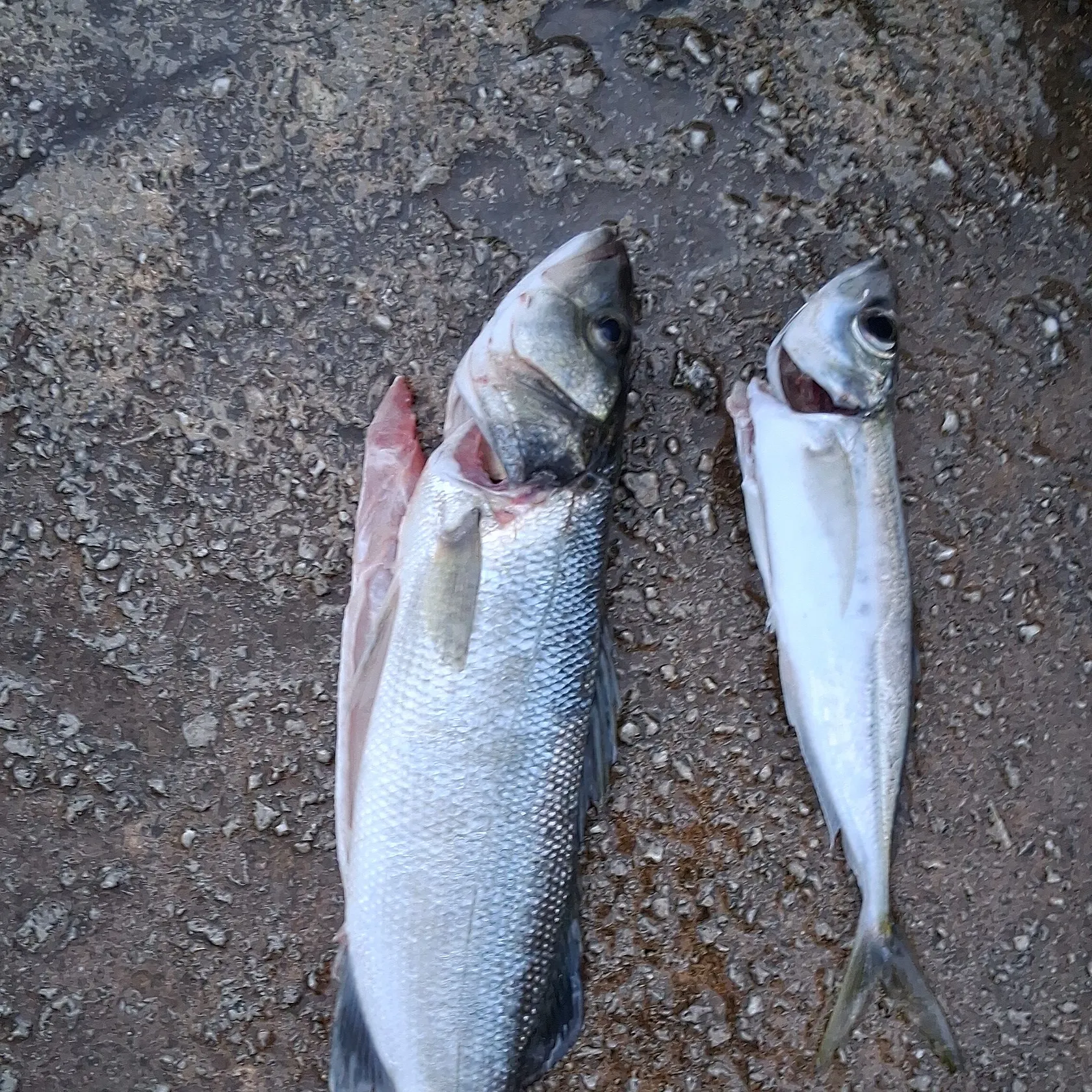 European seabass caught on Fishbrain