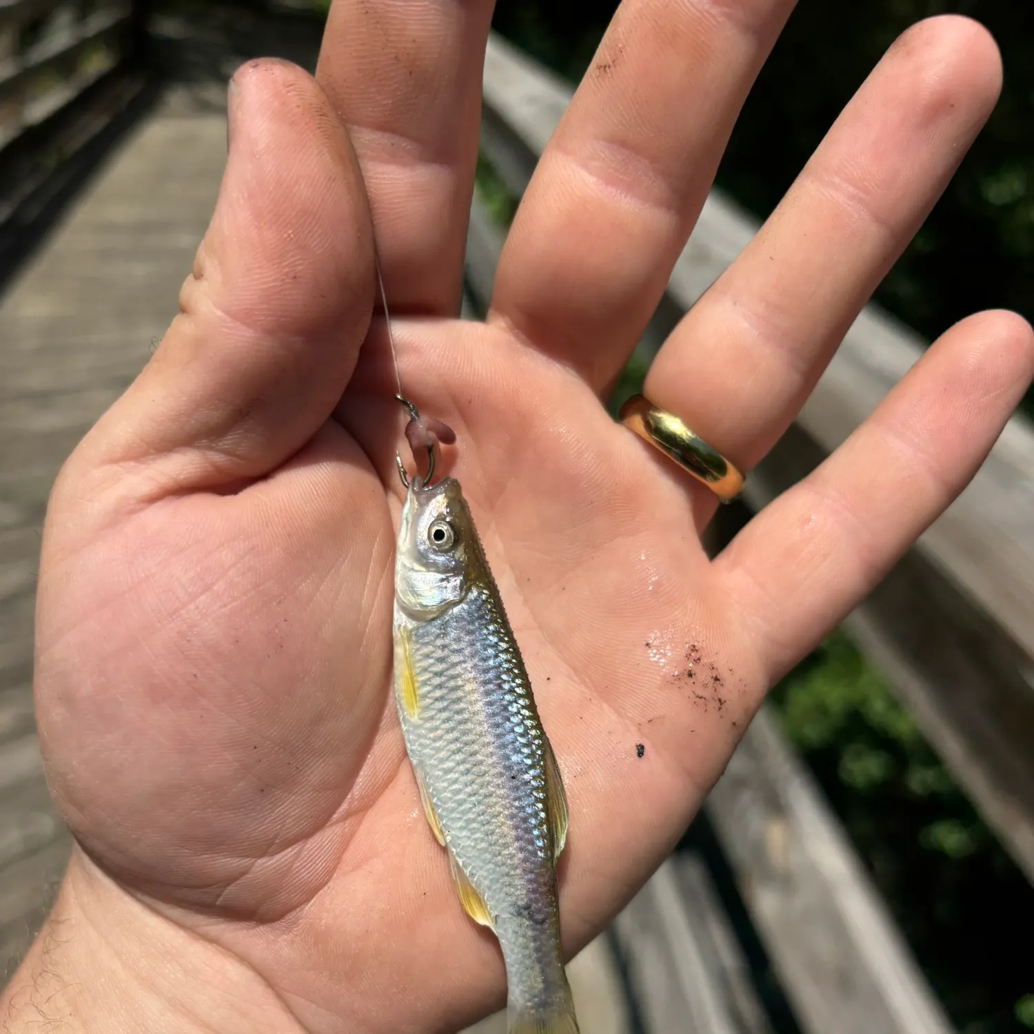 The most recent Spotfin shiner catches on Fishbrain