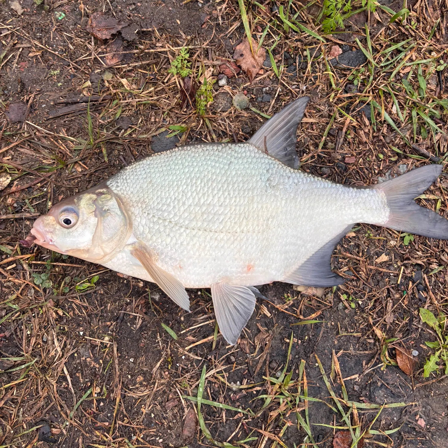 Common bream caught on Fishbrain