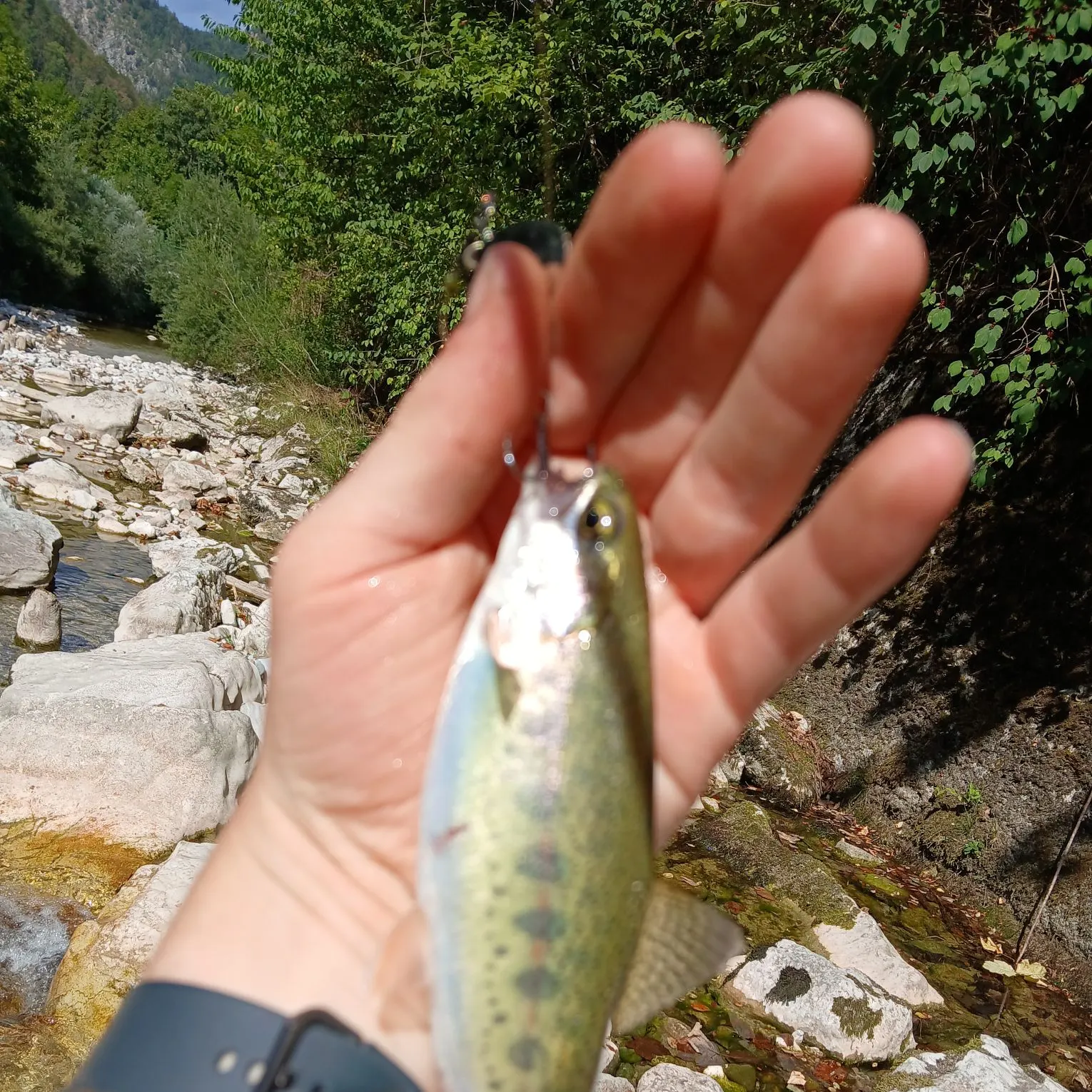 Rainbow trout caught on Fishbrain