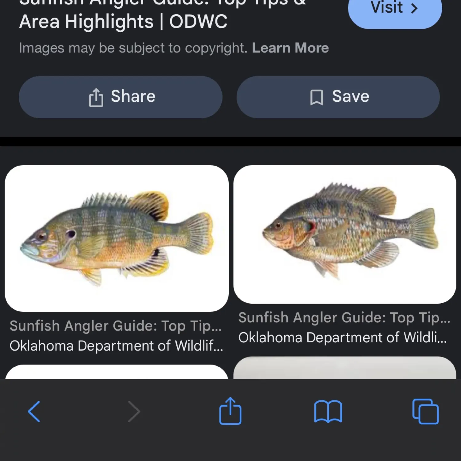 recently logged catches