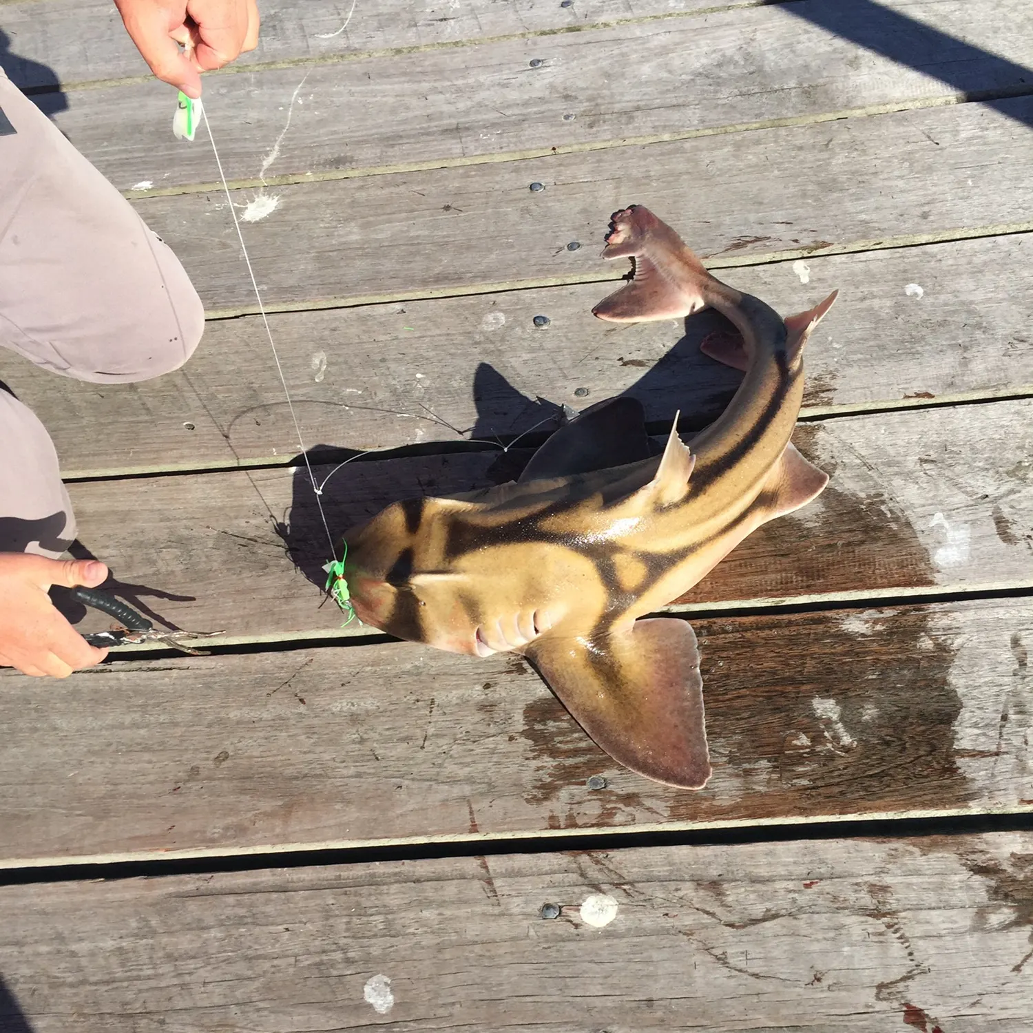 The most recent Port Jackson shark catches on Fishbrain