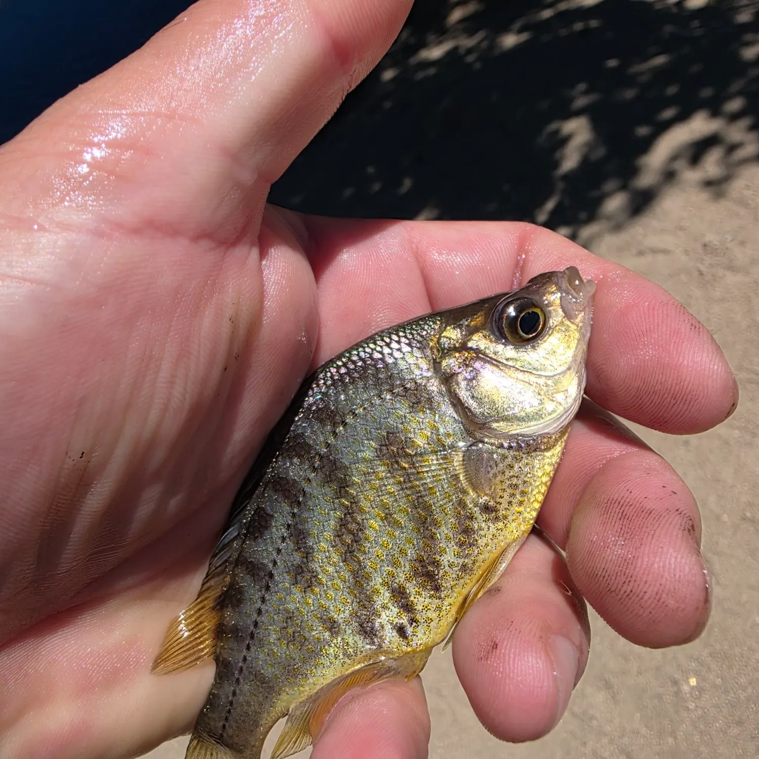 The most recent Tule perch catches on Fishbrain