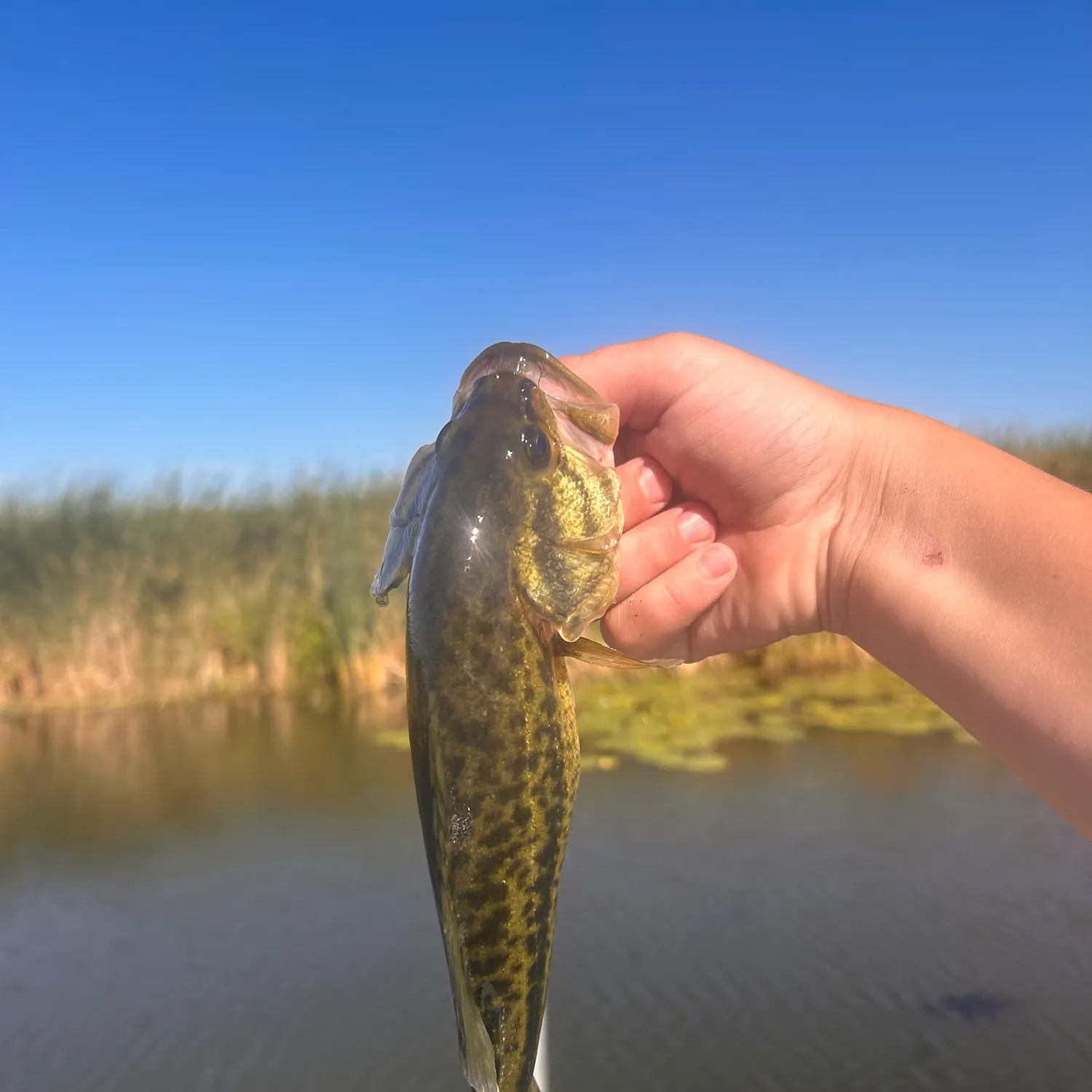 Meanmouth bass caught on Fishbrain