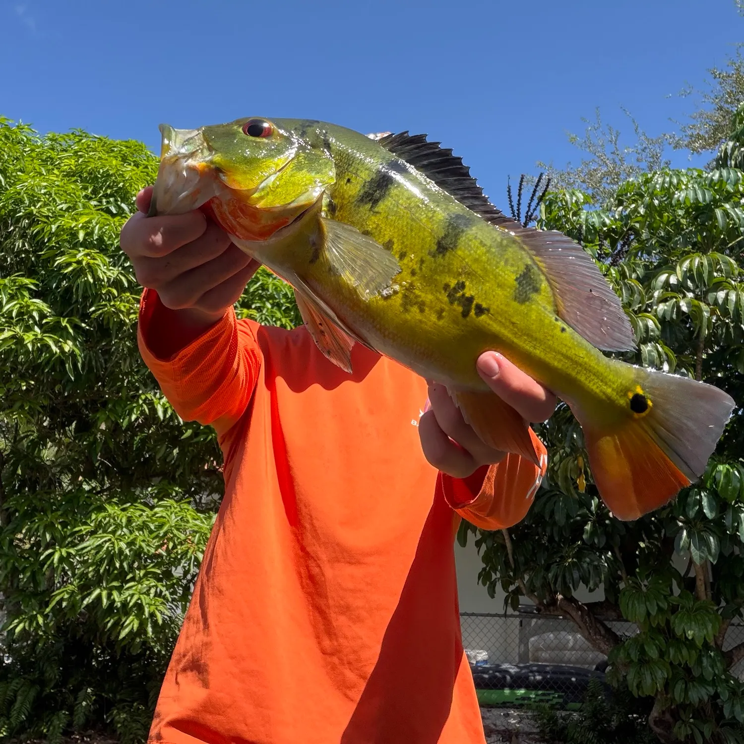 Butterfly peacock bass caught on Fishbrain