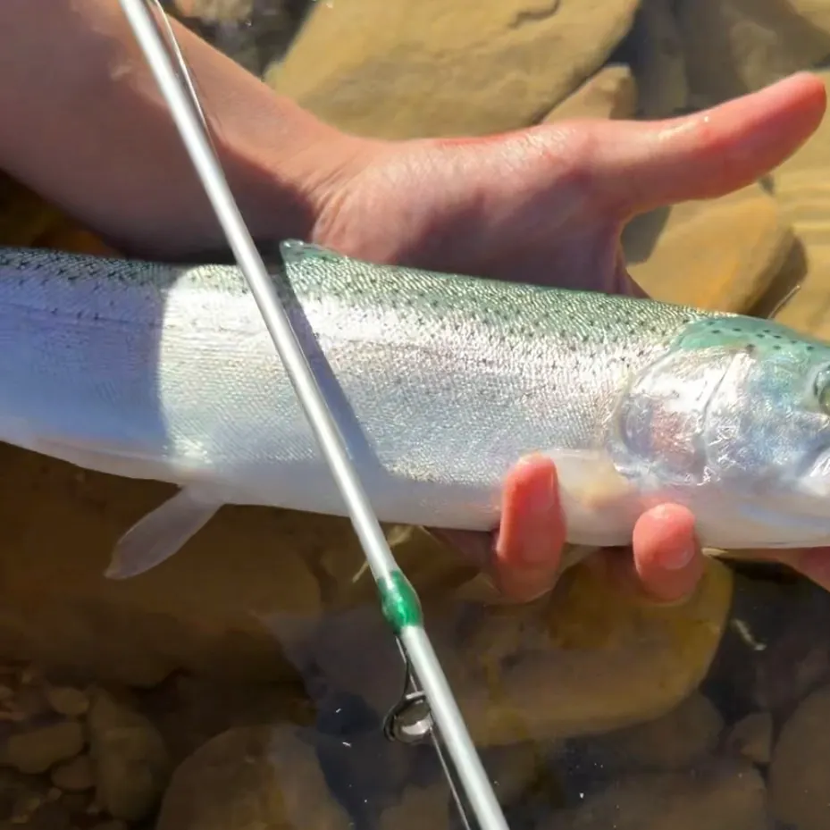 Rainbow trout caught on Fishbrain