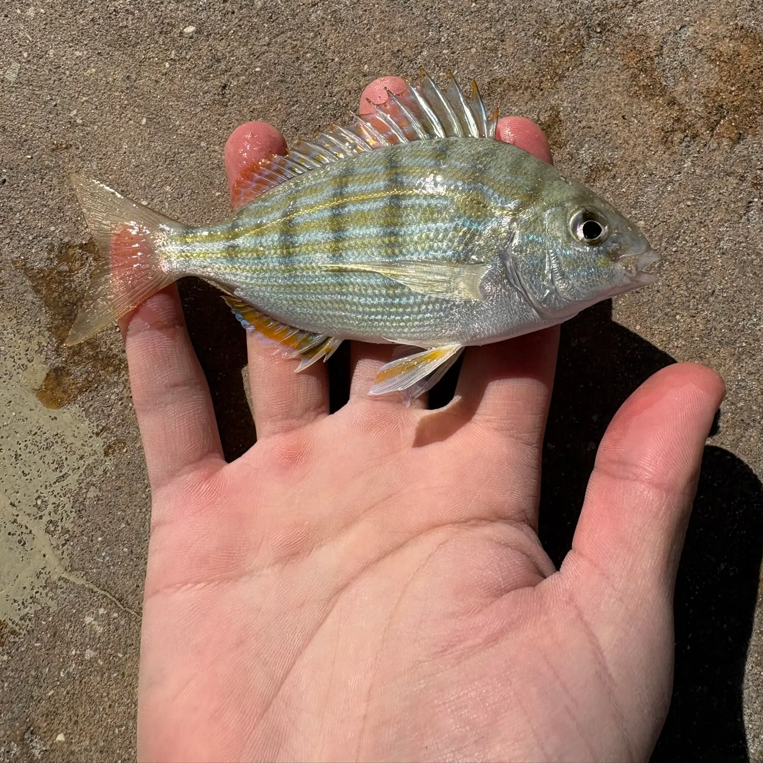 The most recent Pinfish catches on Fishbrain