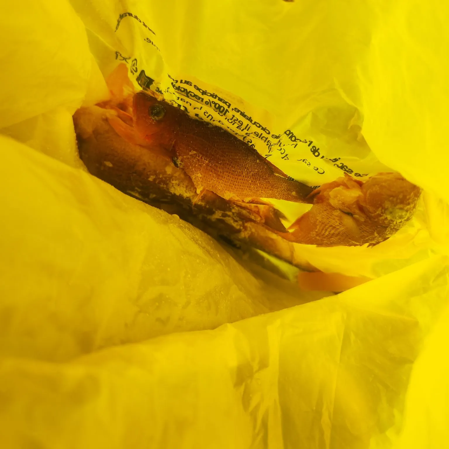 Mangrove snapper caught on Fishbrain