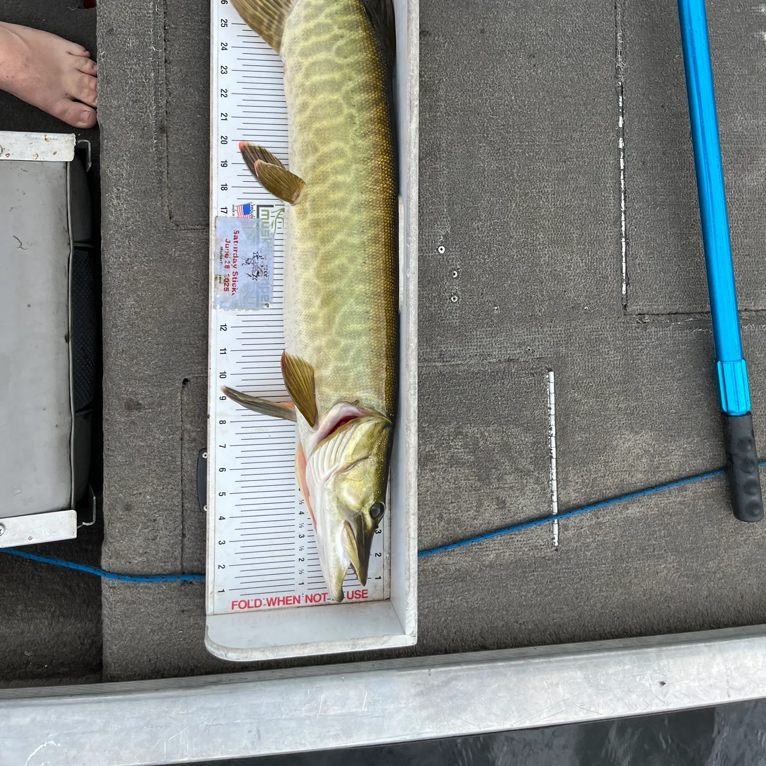 The most recent Muskellunge catches on Fishbrain