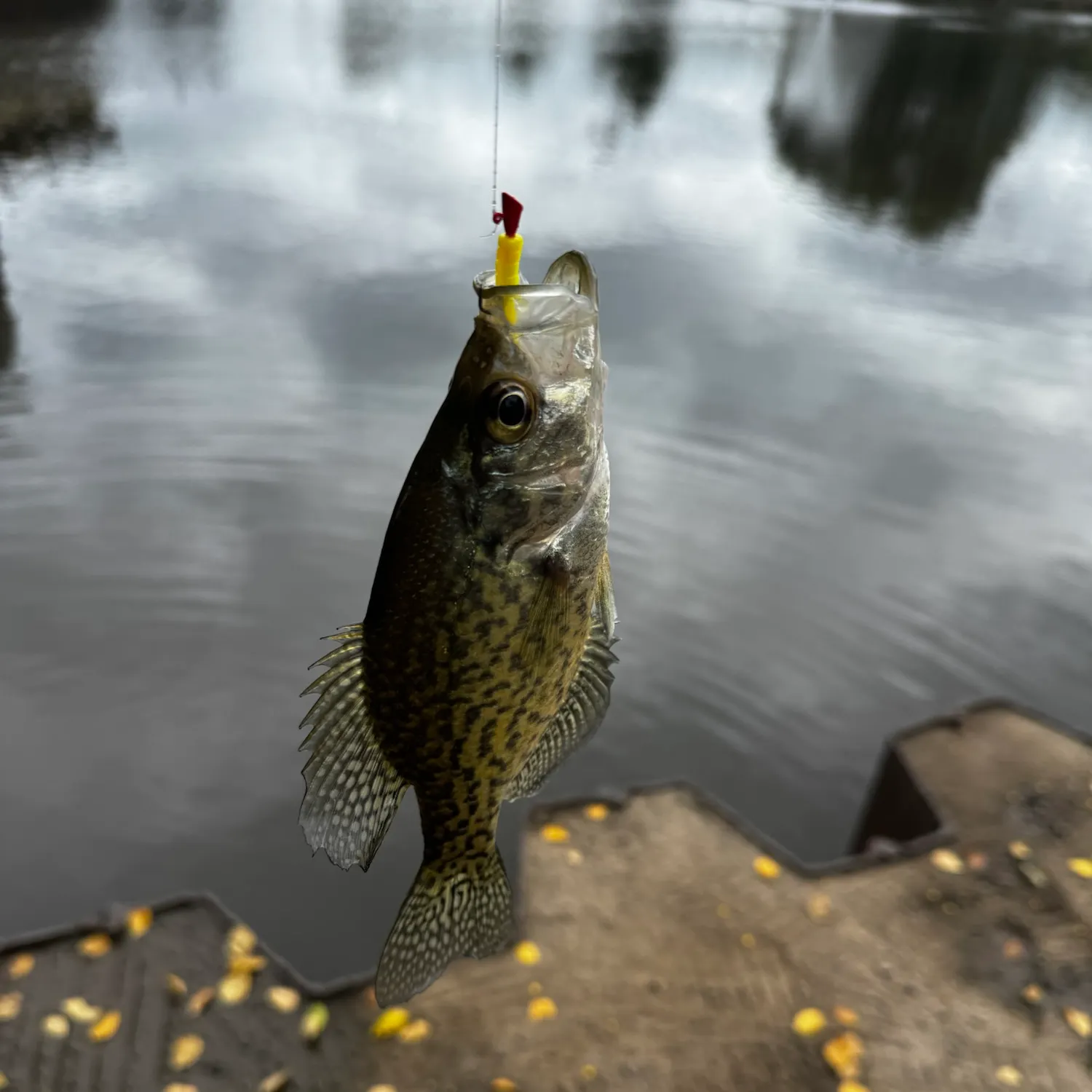 Black crappie caught on Fishbrain