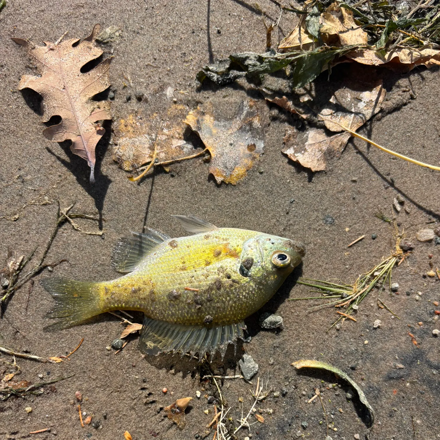 Bluegill caught on Fishbrain
