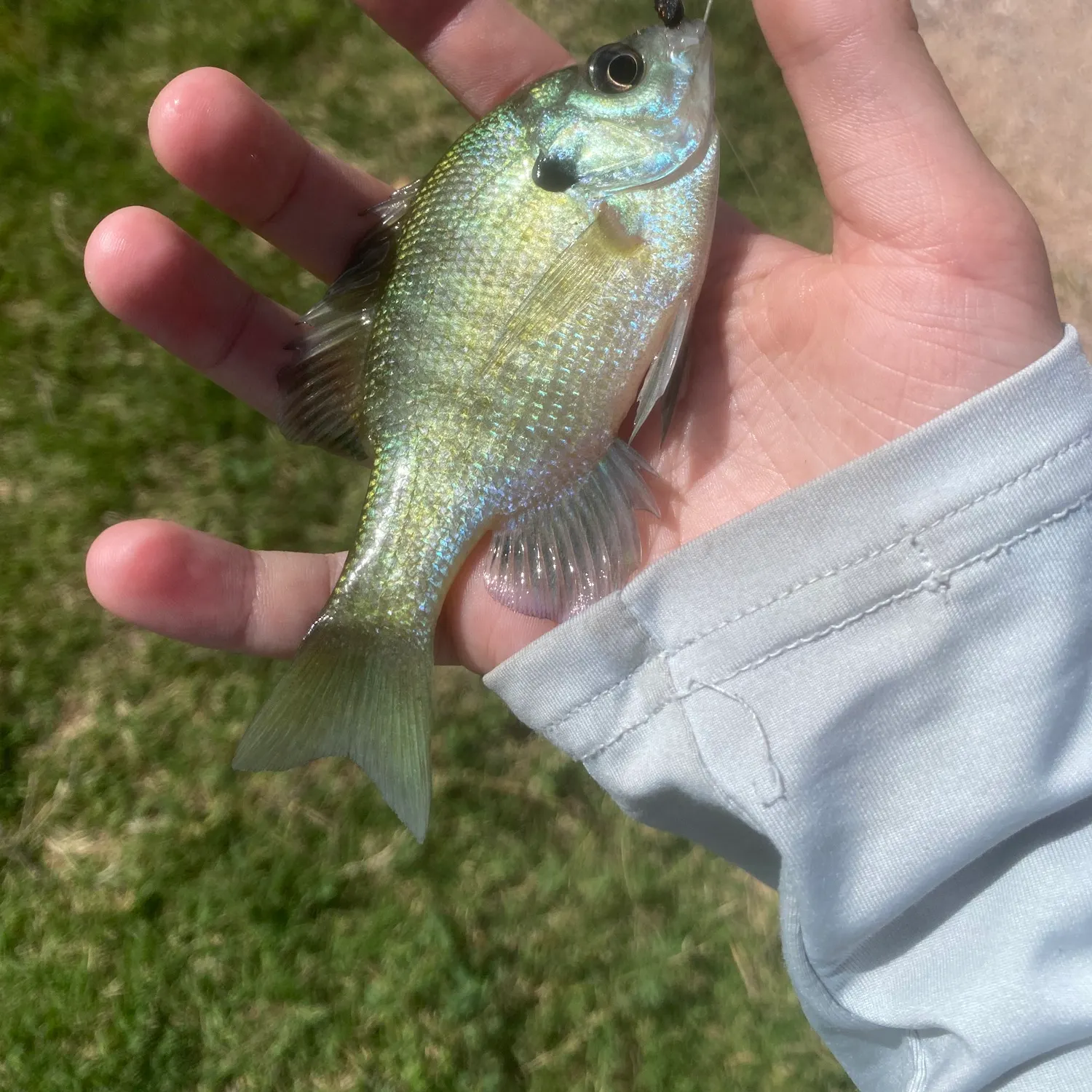 Bluegill caught on Fishbrain