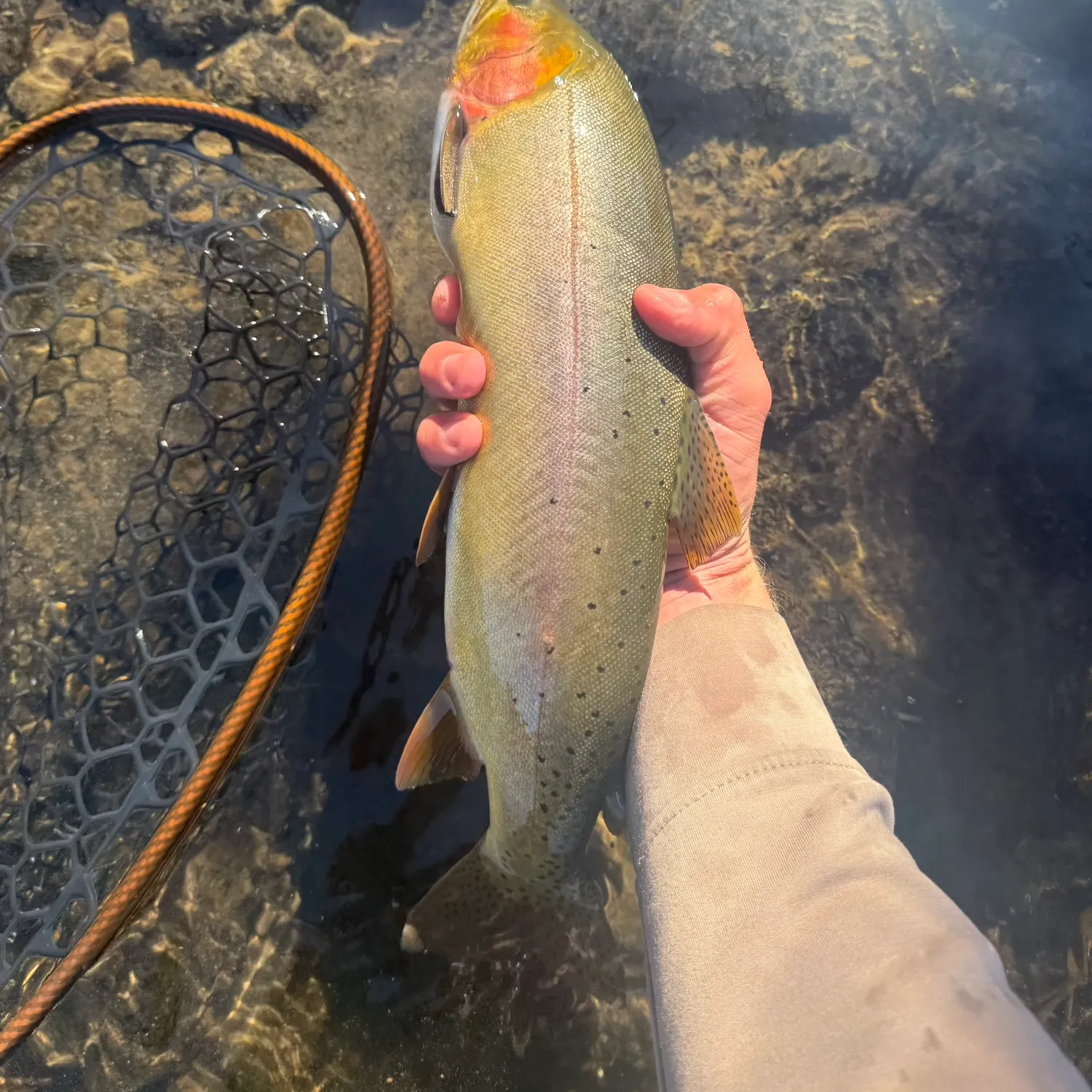Yellowstone cutthroat trout caught on Fishbrain