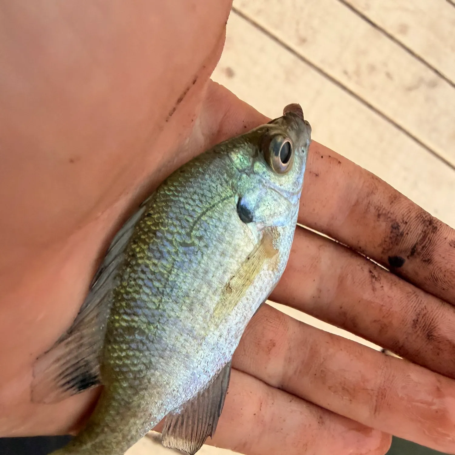 Bluegill caught on Fishbrain