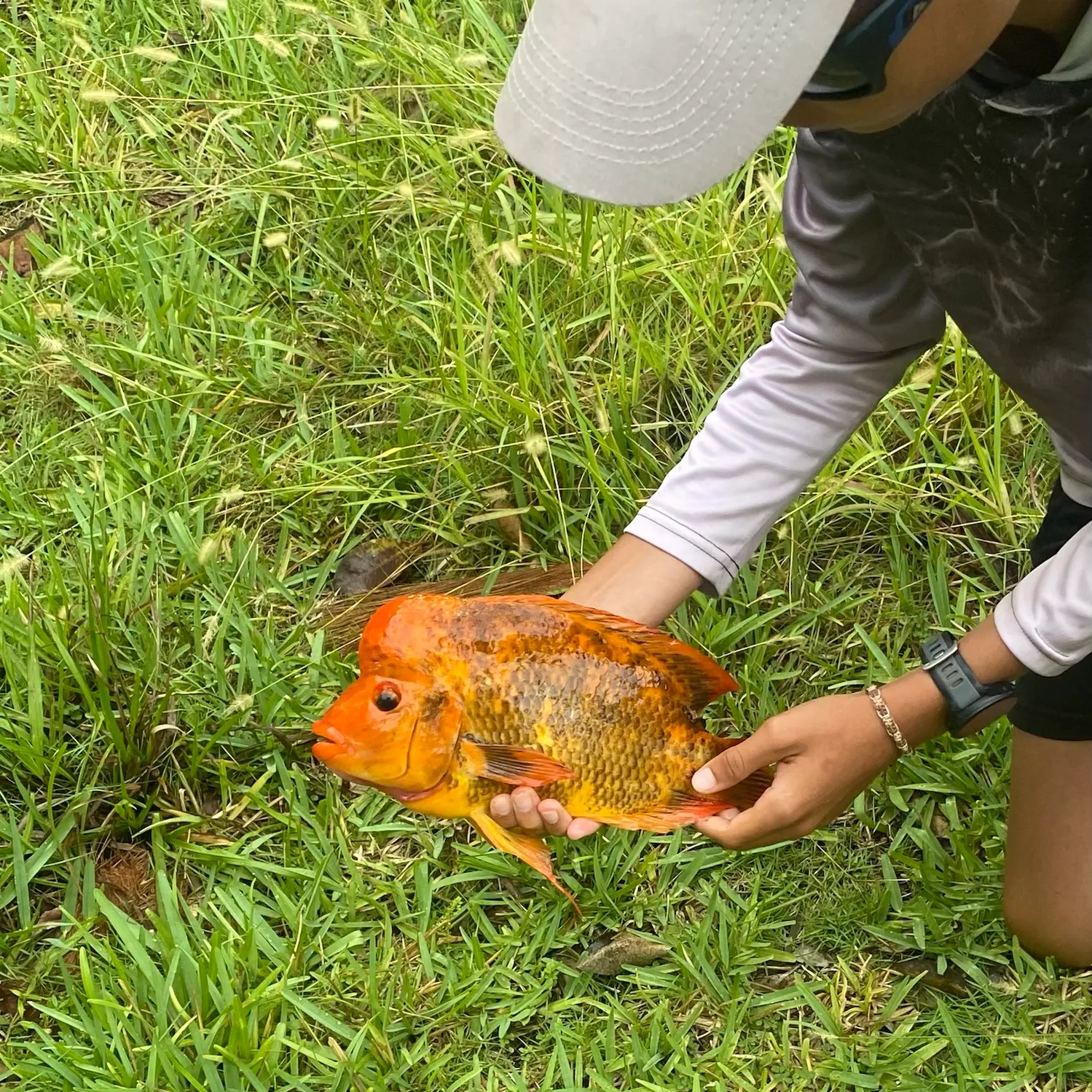 The most recent Midas cichlid catches on Fishbrain