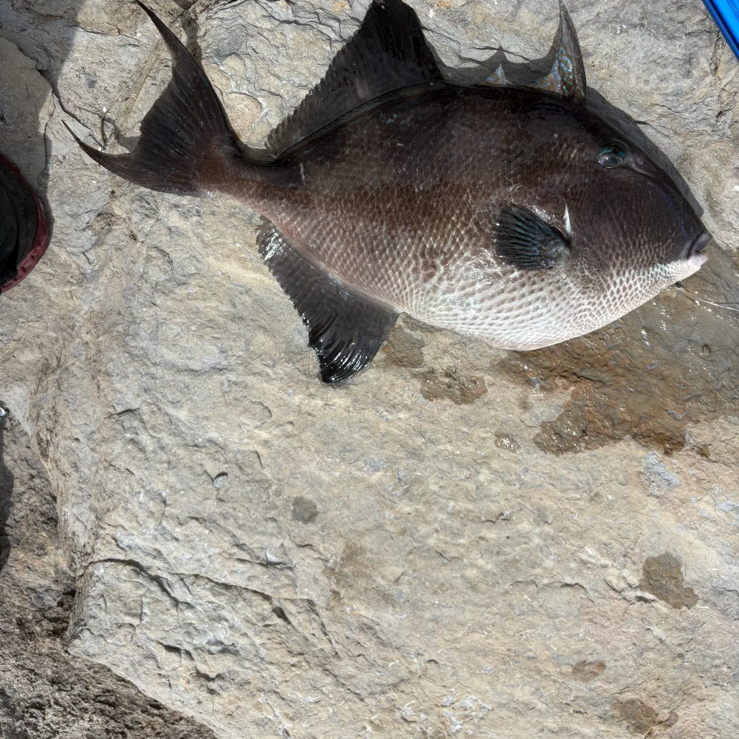 The most recent Grey triggerfish catches on Fishbrain